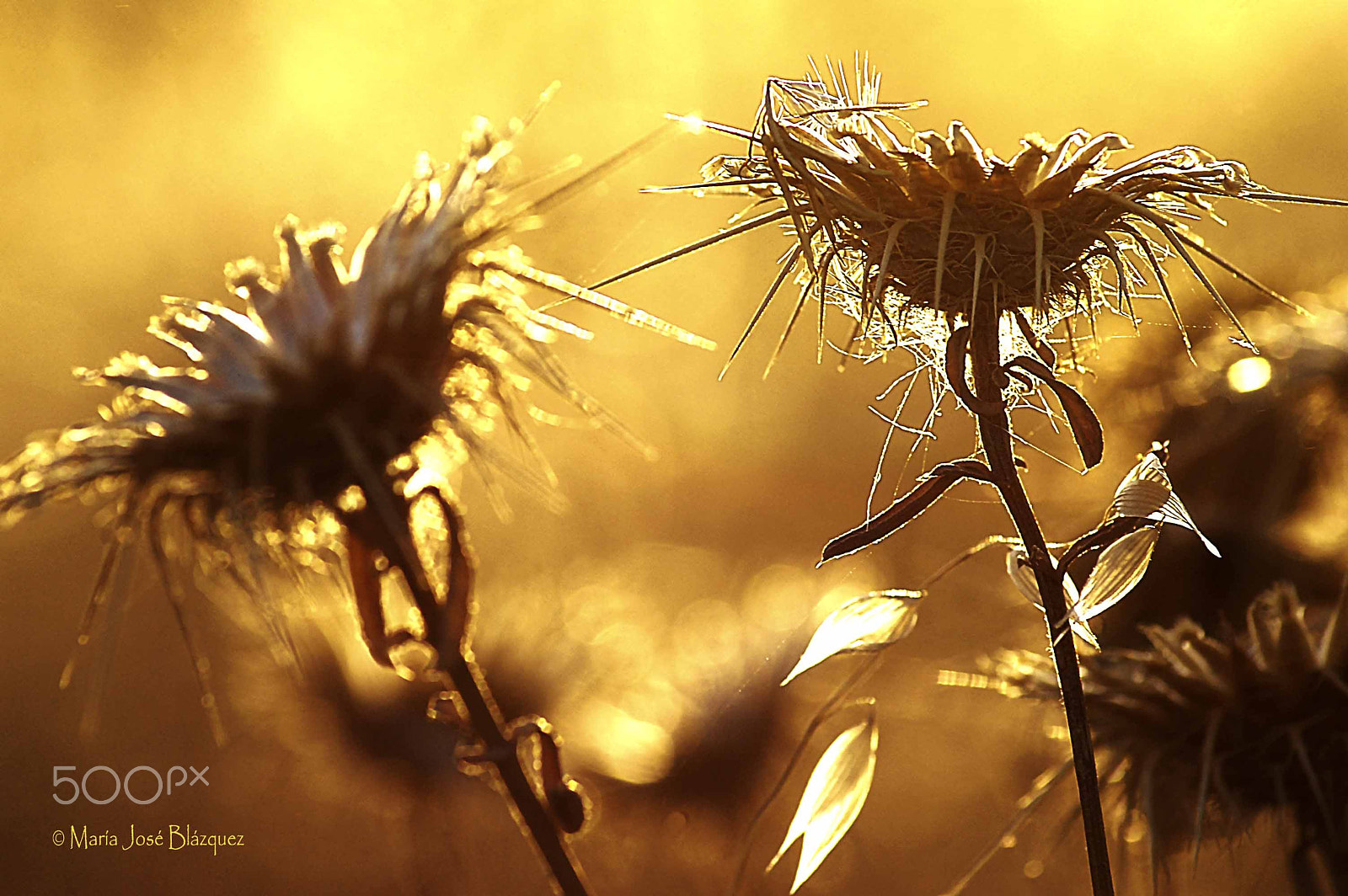 Nikon D40 sample photo. Sunset among the flowers photography