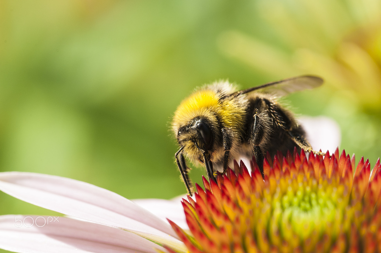 Nikon D700 + AF Micro-Nikkor 105mm f/2.8 sample photo. Bumblebee on echinacea photography