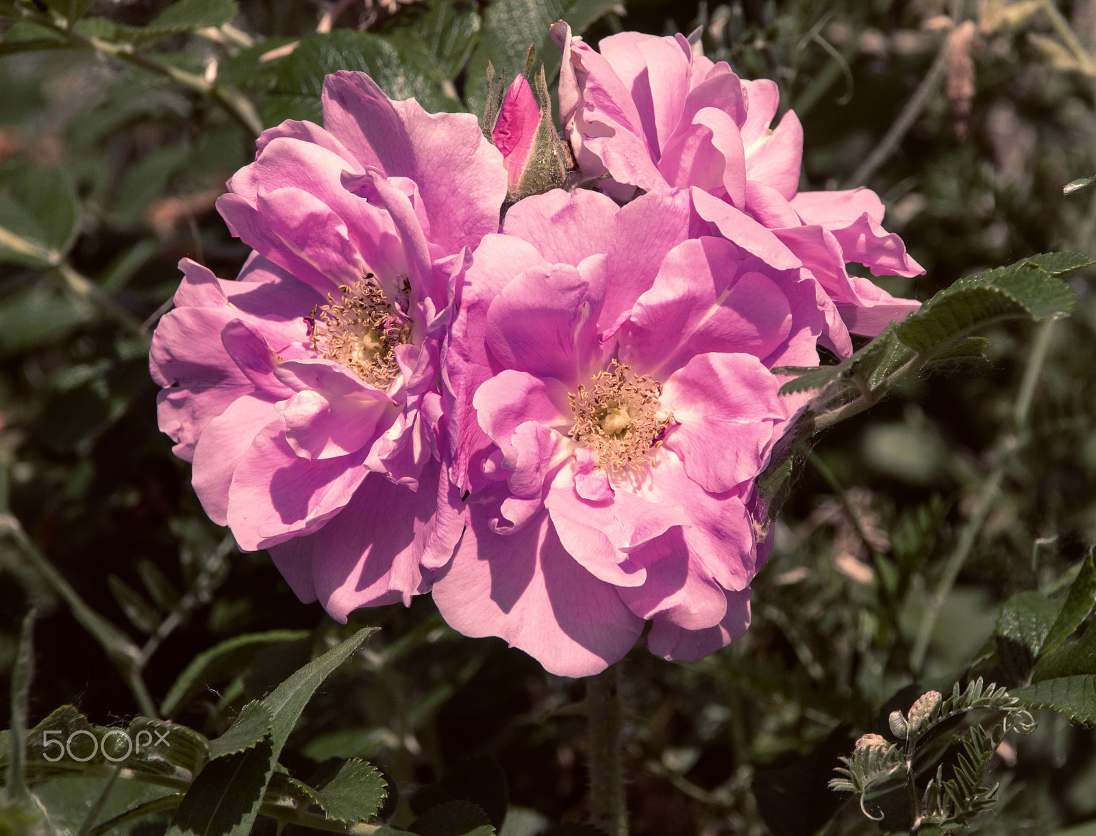 Canon EOS 650D (EOS Rebel T4i / EOS Kiss X6i) sample photo. Pink photography