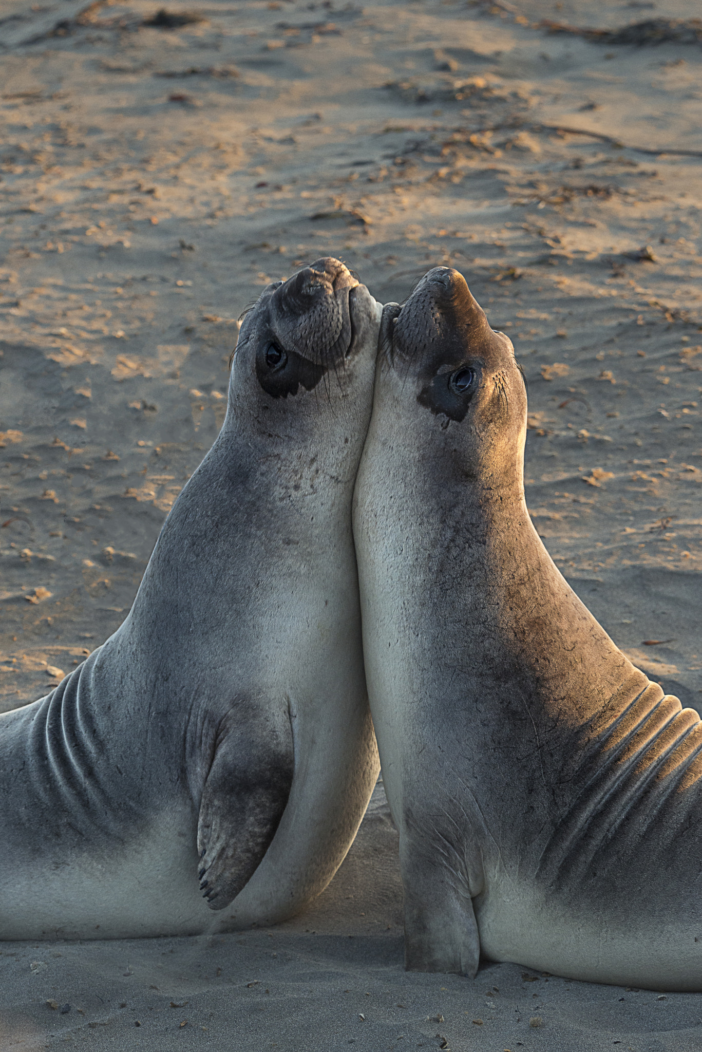 Nikon D800E sample photo. Cuccioli di otaria california pedras blancas photography