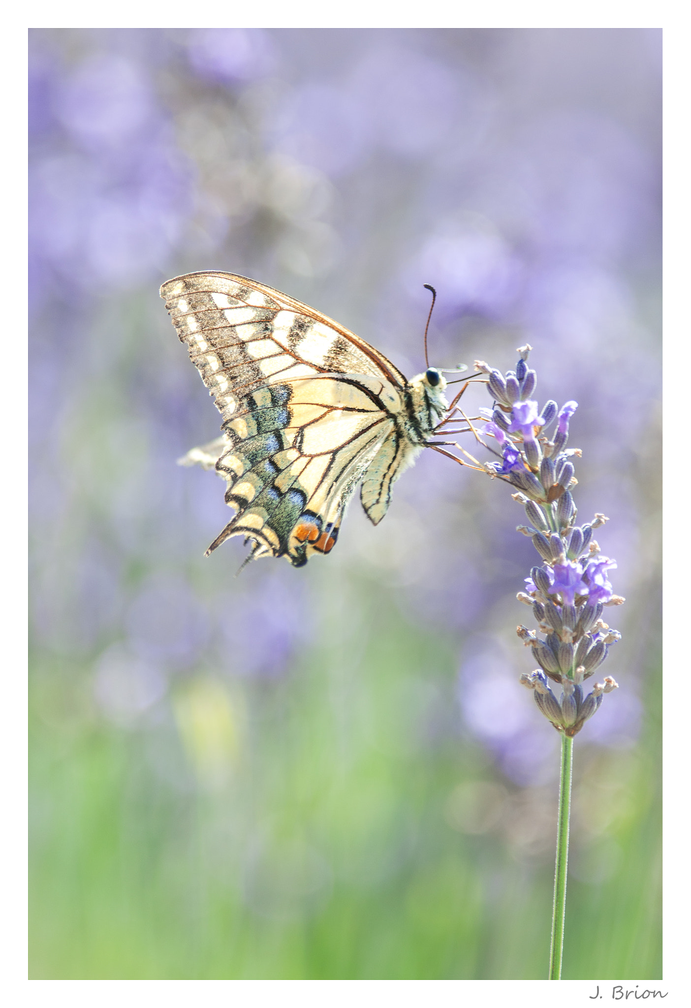 Nikon D90 + Nikon AF-S Nikkor 300mm F4D ED-IF sample photo. Prince des lavandes photography