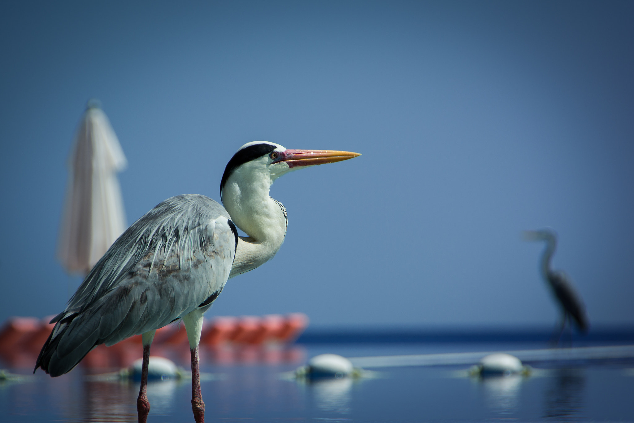 Sigma 18-250mm F3.5-6.3 DC OS HSM sample photo. Kuramathi, maldives photography