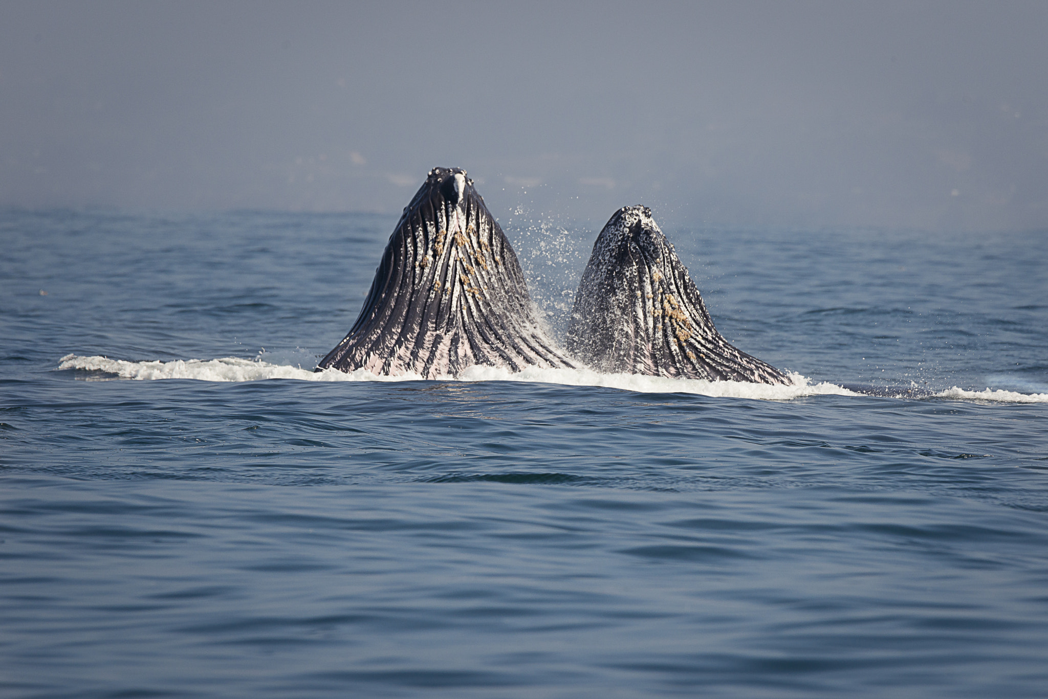 Nikon D800E sample photo. Baja di monterey photography