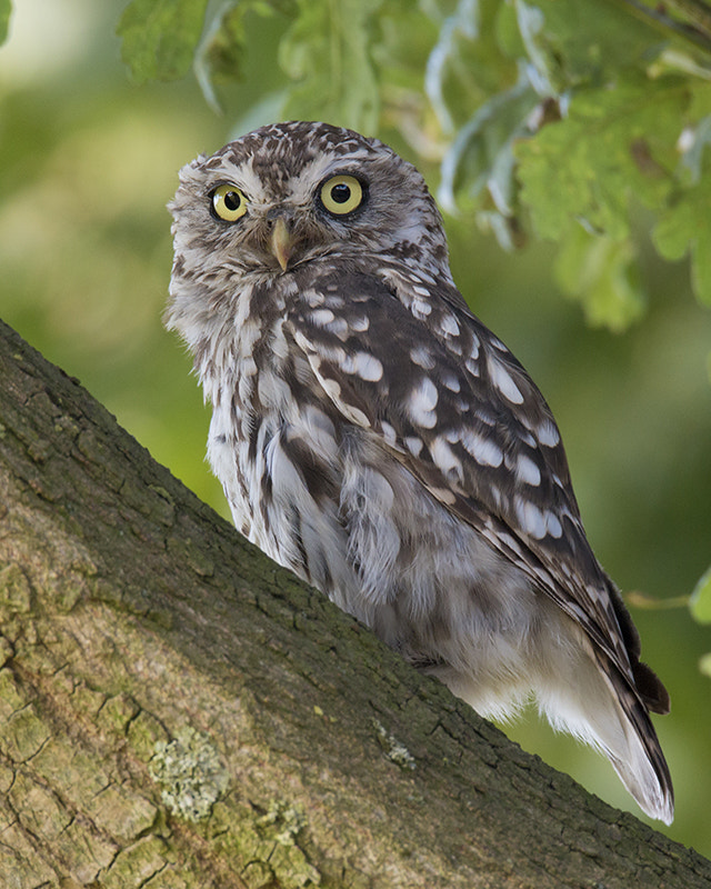 150-600mm F5-6.3 DG OS HSM | Sports 014 sample photo. Steenuil / 	little owl photography