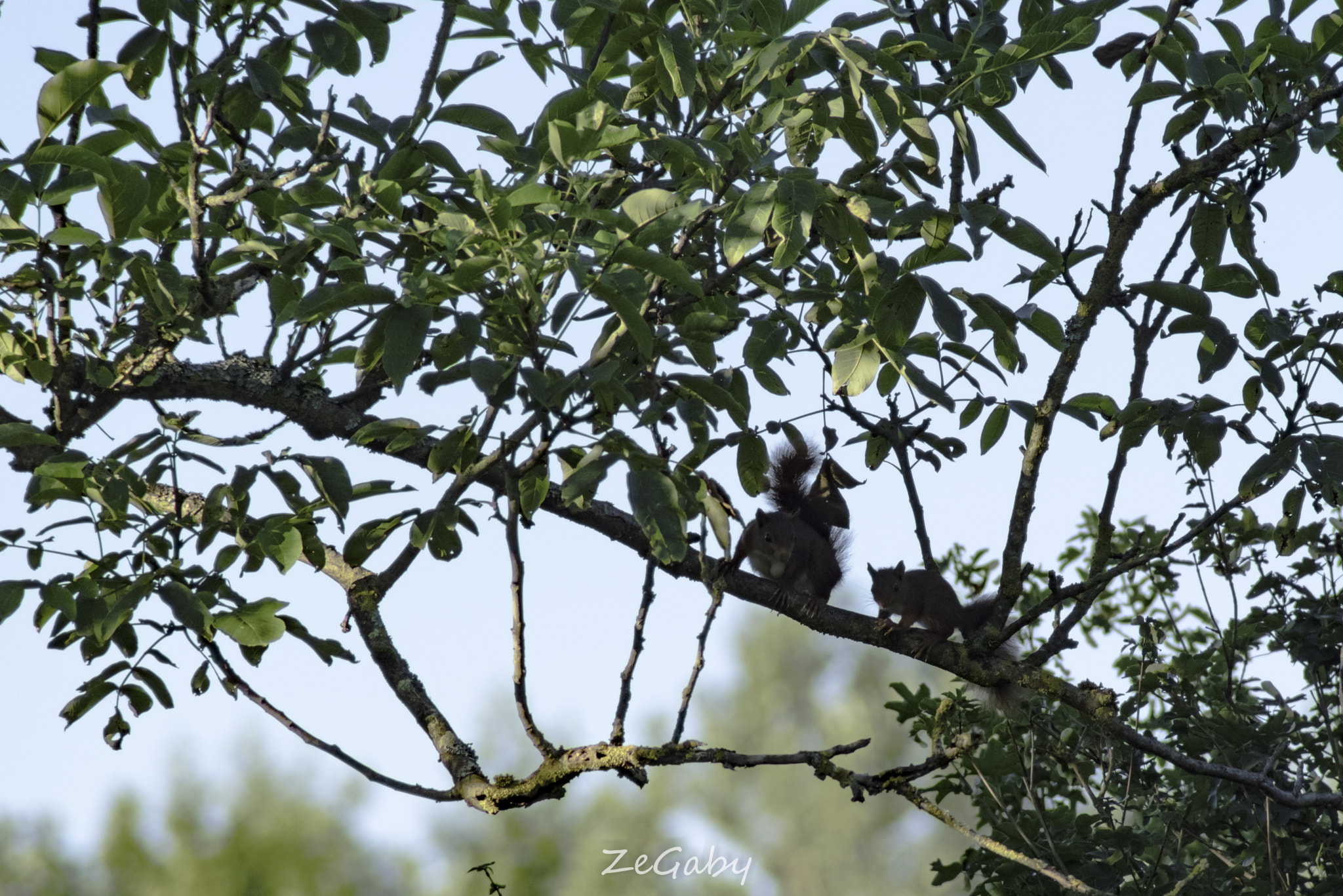 Tamron AF 70-300mm F4-5.6 Di LD Macro sample photo. My new neighbour... photography