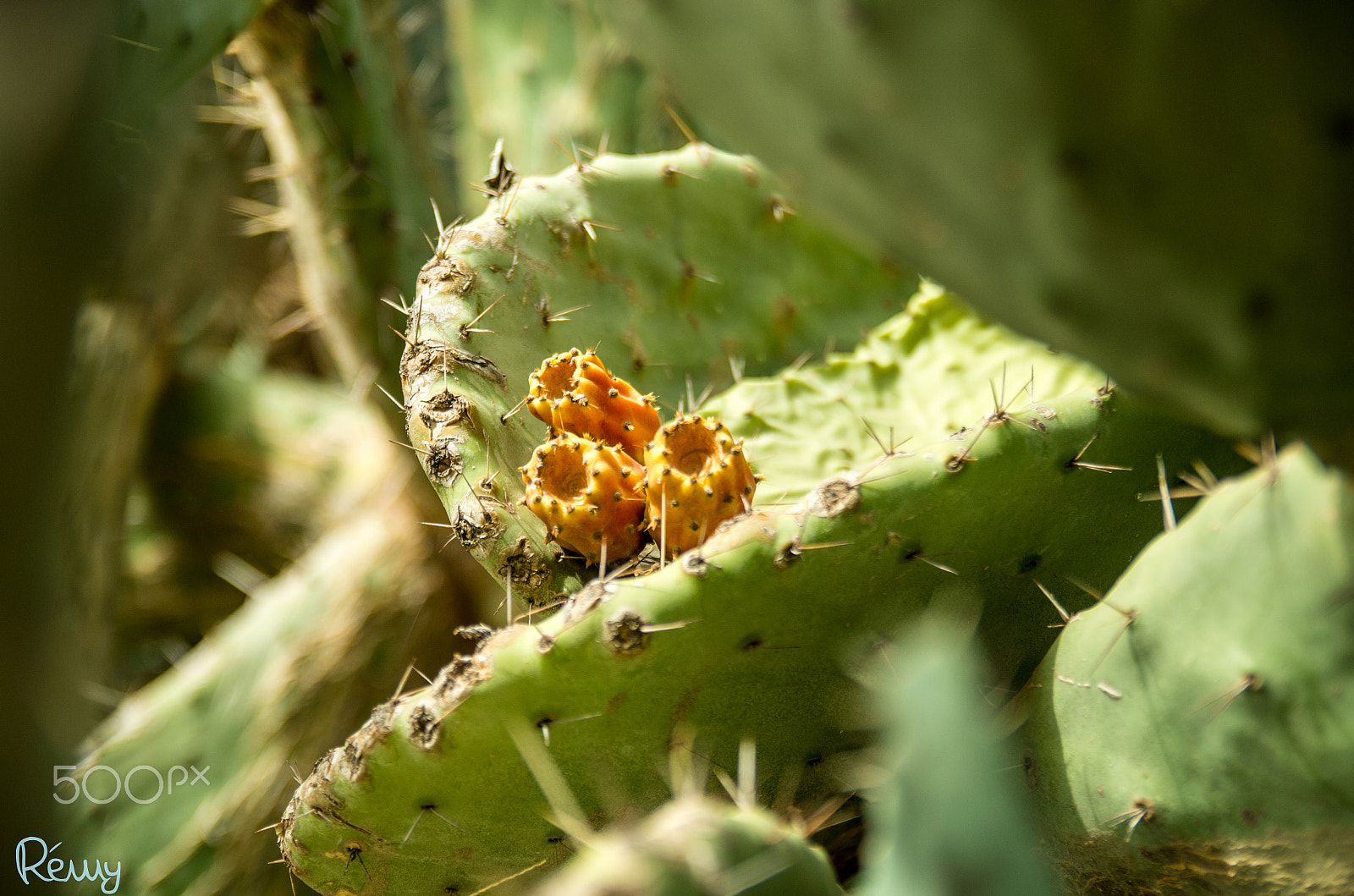 Pentax K-30 + Sigma sample photo. Prickly pear photography