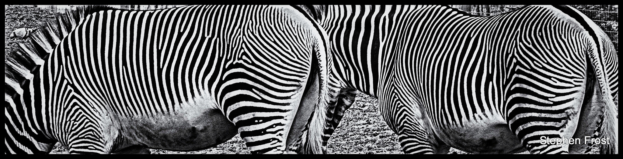 Olympus PEN E-PL5 + Olympus Zuiko Digital ED 70-300mm F4.0-5.6 sample photo. Behind the stripes photography