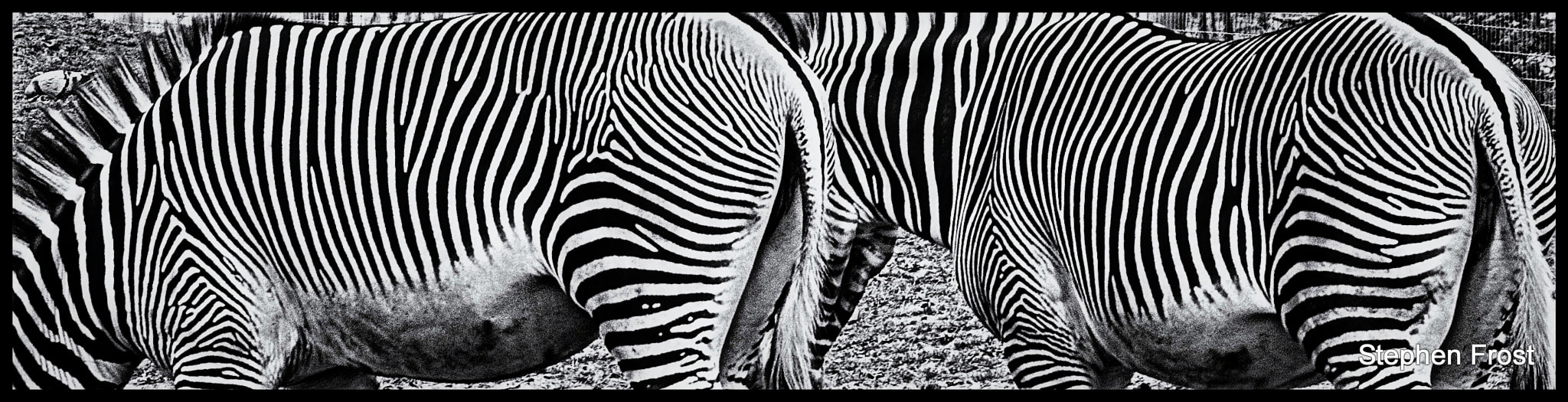 Olympus Zuiko Digital ED 70-300mm F4.0-5.6 sample photo. Behind the stripes photography