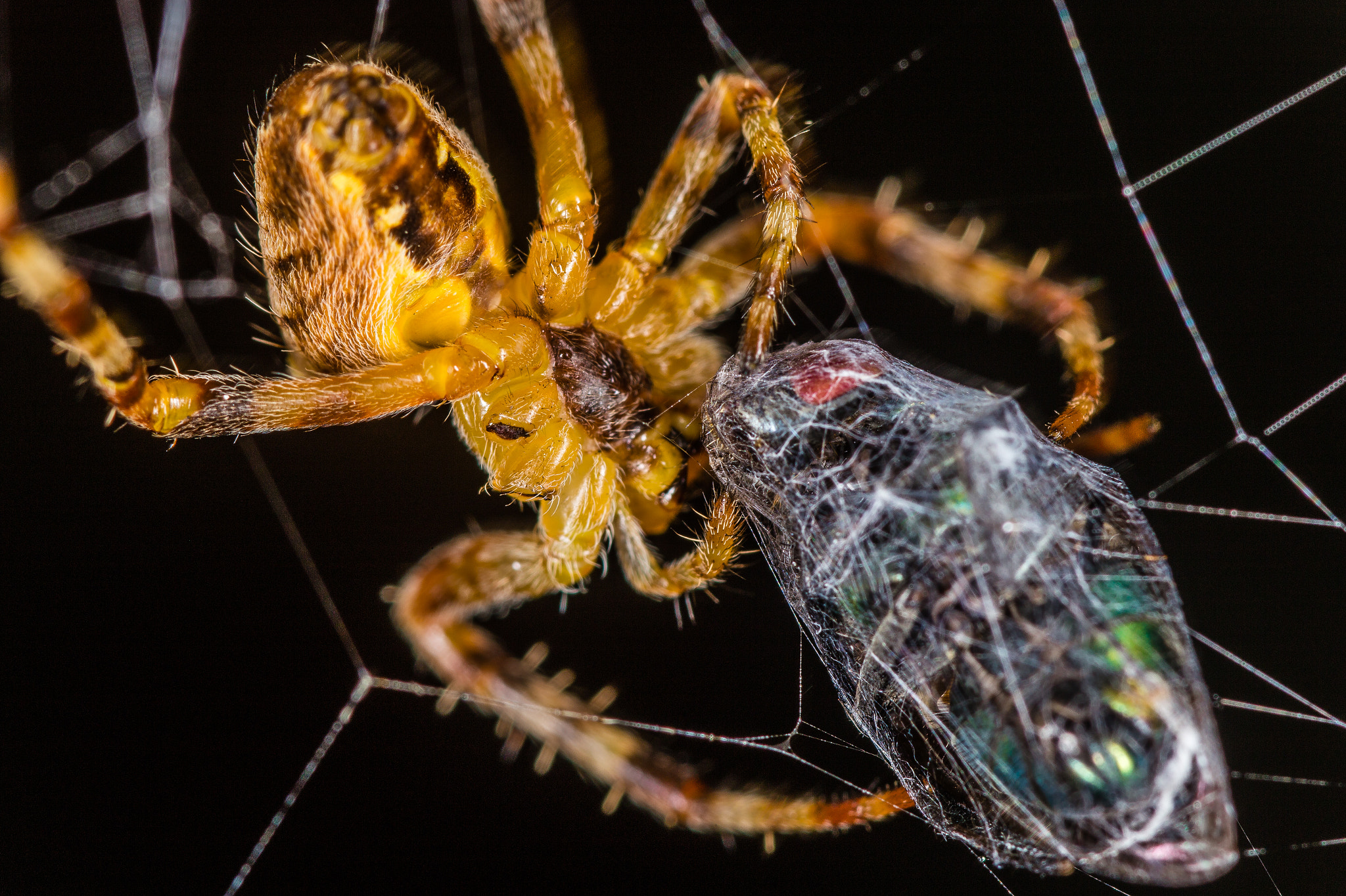 Canon EOS 6D + Tamron SP AF 90mm F2.8 Di Macro sample photo. A spider's breakfast photography