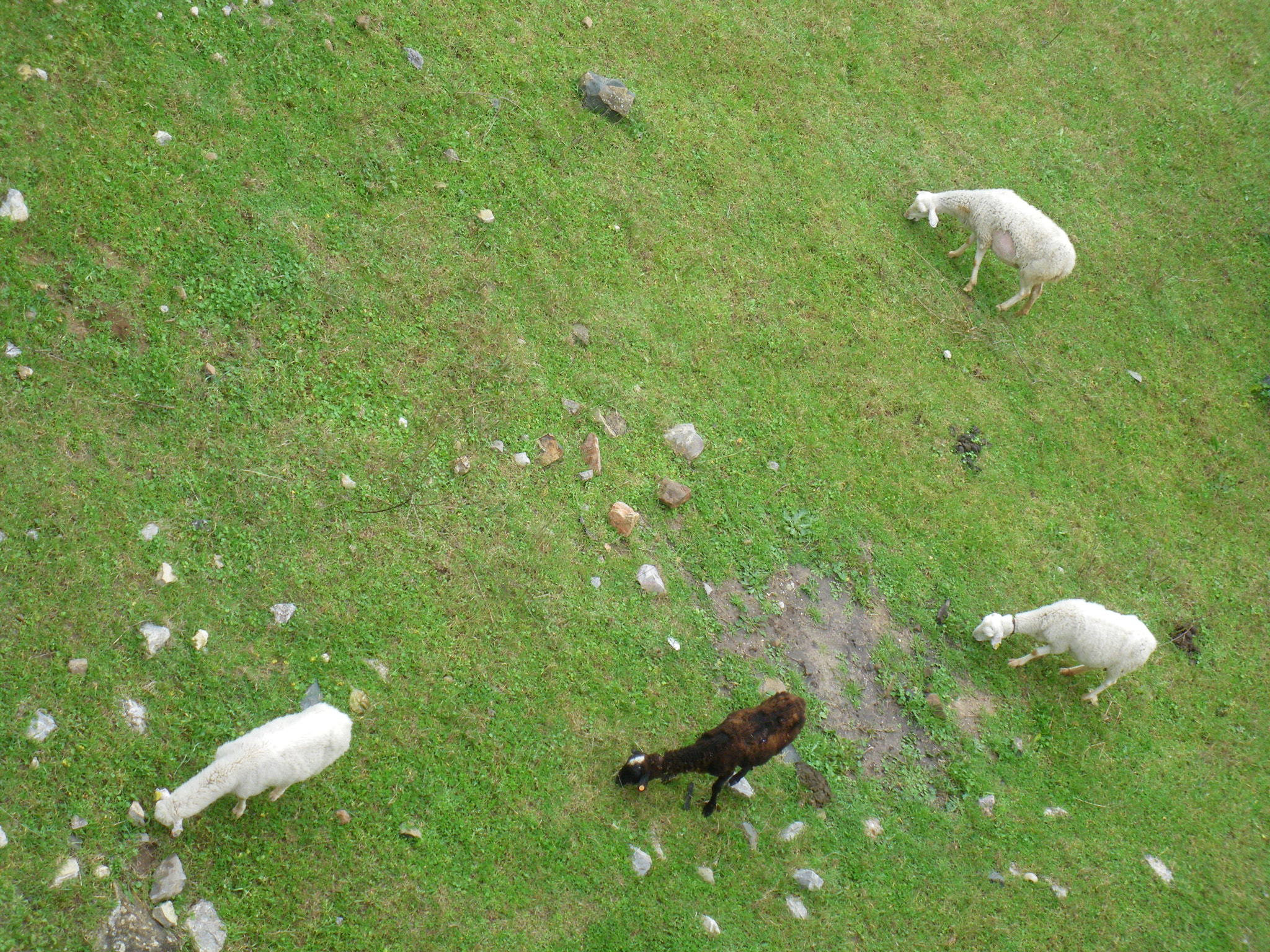 Pentax Optio M60 sample photo. A bird view 3 photography