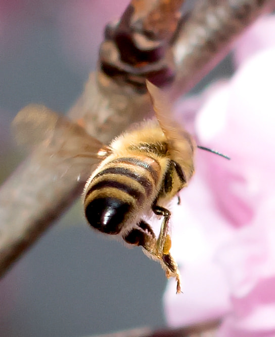 Canon EF 40mm F2.8 STM sample photo. Honey bee in flight photography