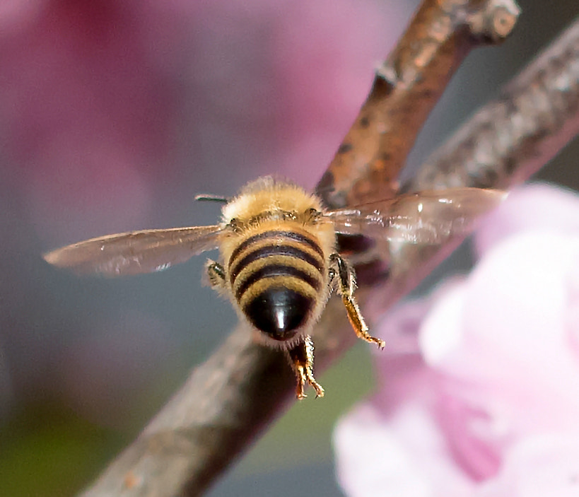 Canon EF 40mm F2.8 STM sample photo. Honey bee in flight photography