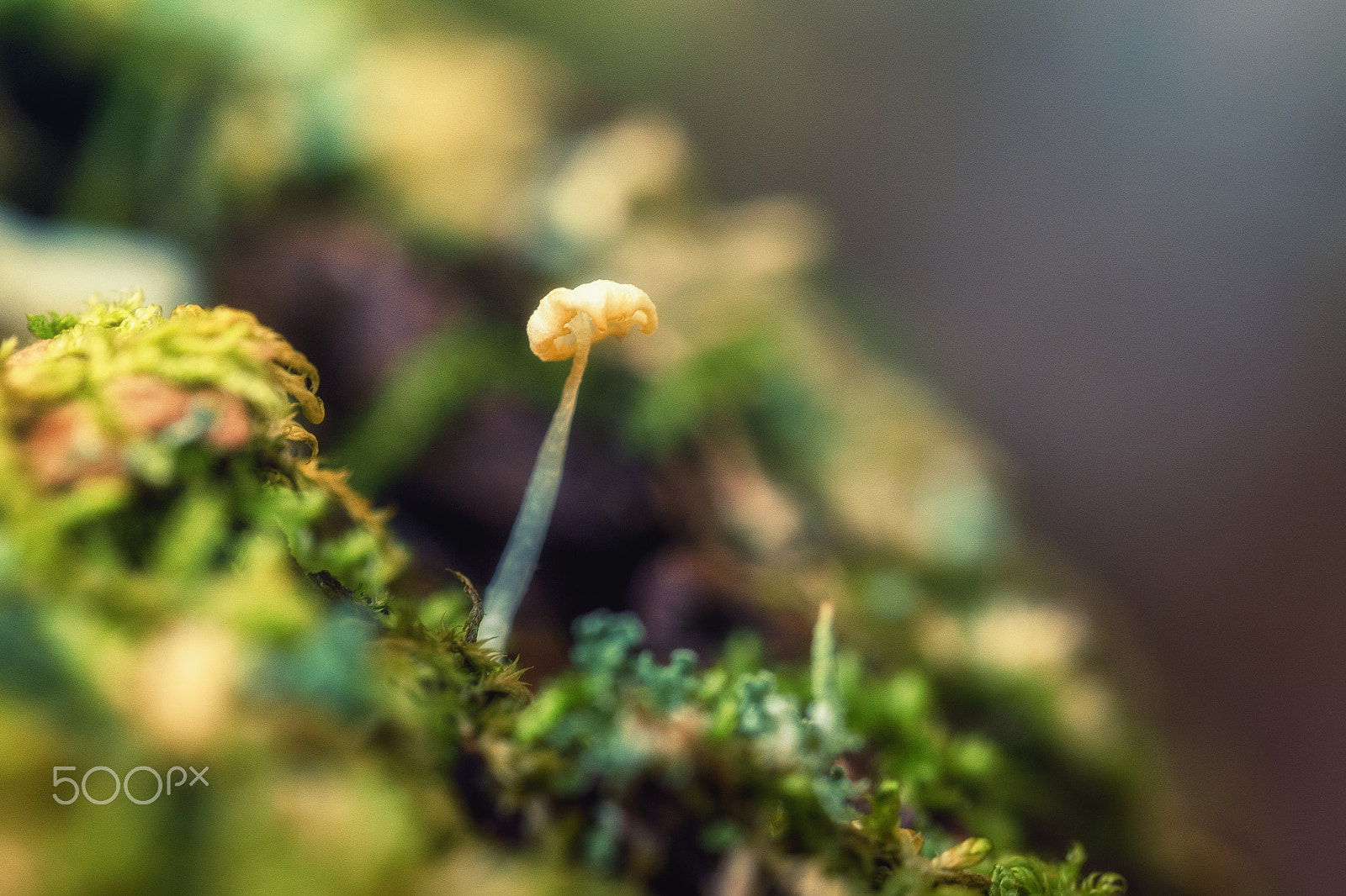 Tamron SP AF 60mm F2 Di II LD IF Macro sample photo. Alone photography