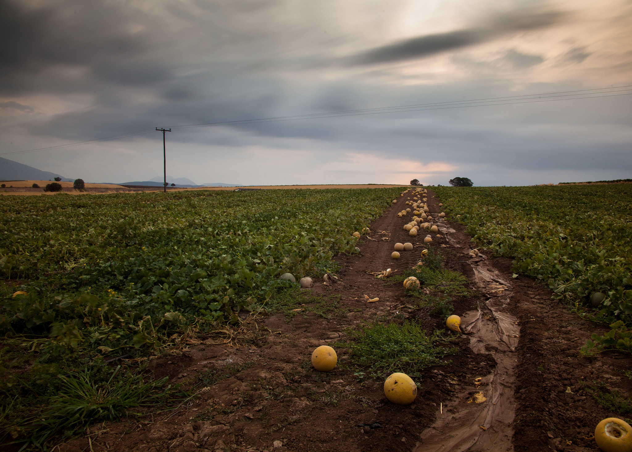 Canon EF 24-85mm F3.5-4.5 USM sample photo. Melon land photography