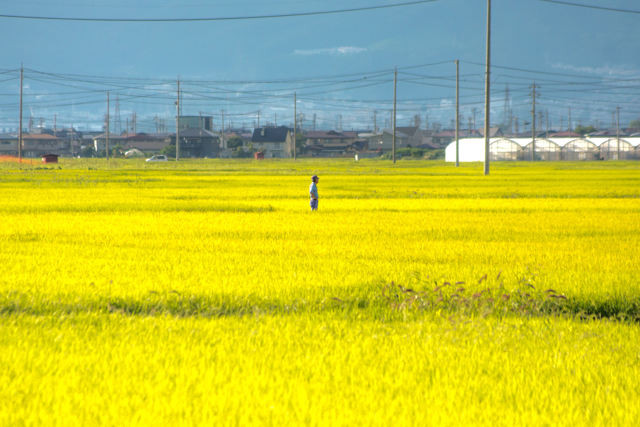 Sony SLT-A65 (SLT-A65V) sample photo. Rice field photography