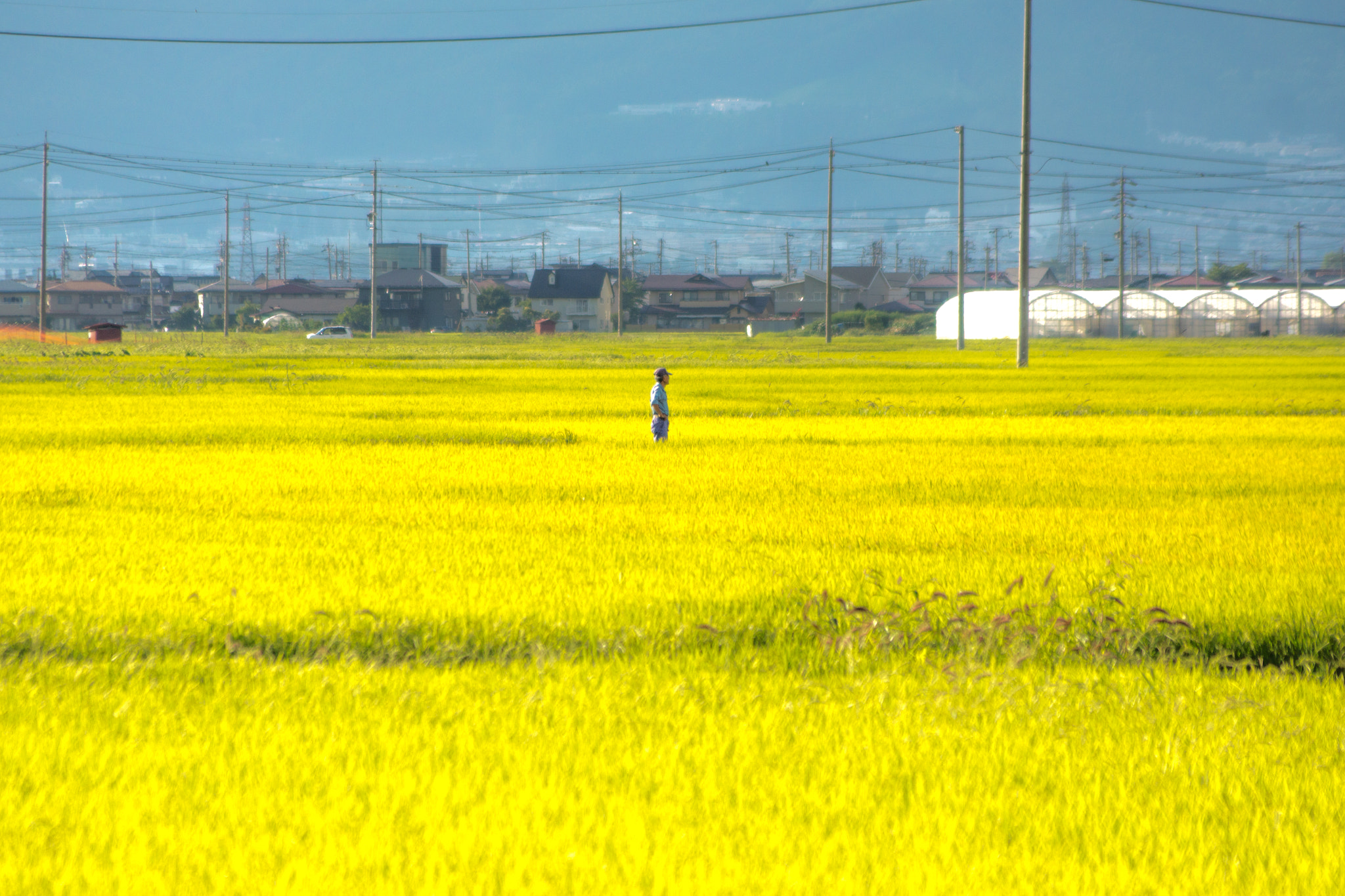 Sony DT 55-200mm F4-5.6 SAM sample photo. Rice field photography