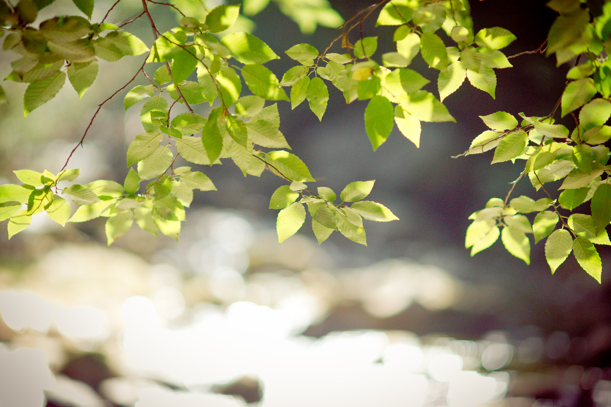 Sony Planar T* 85mm F1.4 ZA sample photo