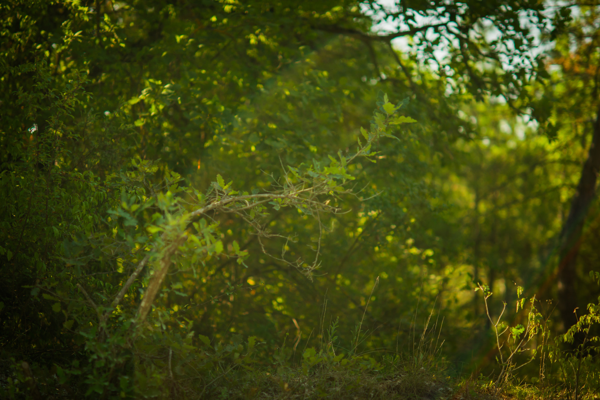 Sony Planar T* 85mm F1.4 ZA sample photo