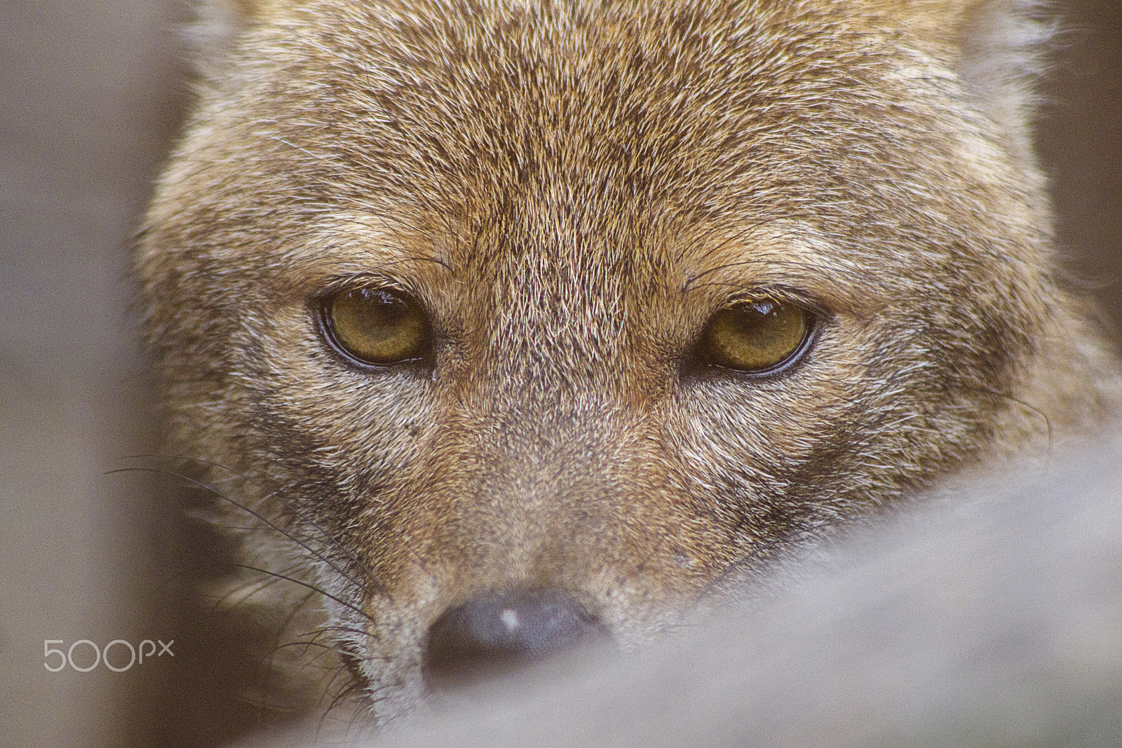 Canon EOS 760D (EOS Rebel T6s / EOS 8000D) + EF75-300mm f/4-5.6 sample photo. Jackal! photography