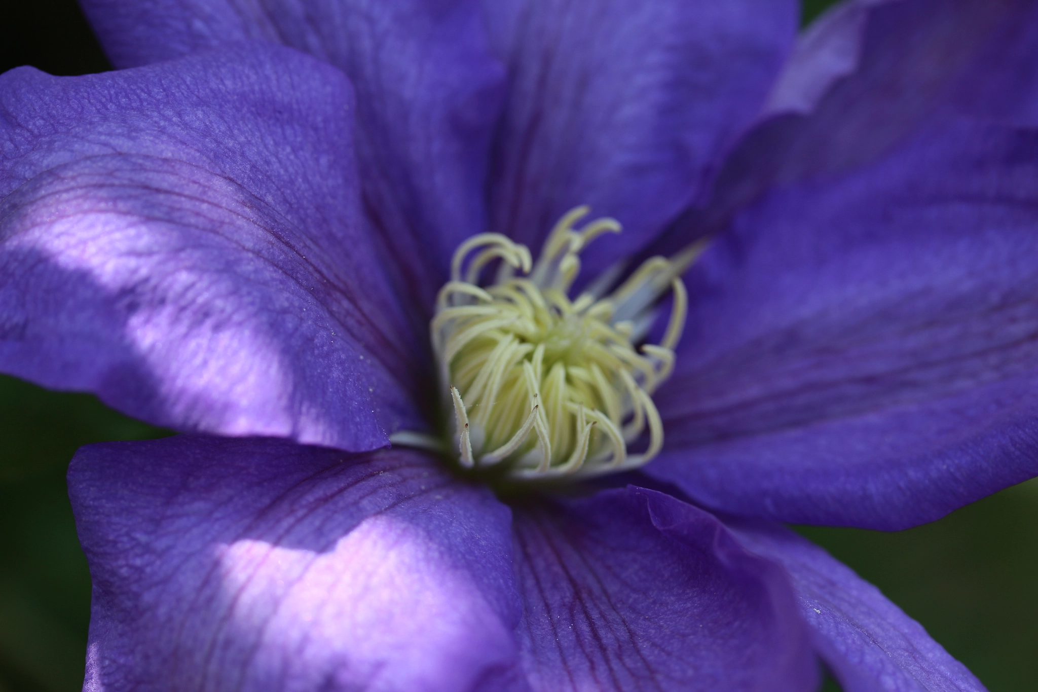 Canon EOS 650D (EOS Rebel T4i / EOS Kiss X6i) sample photo. Clematis close-up photography