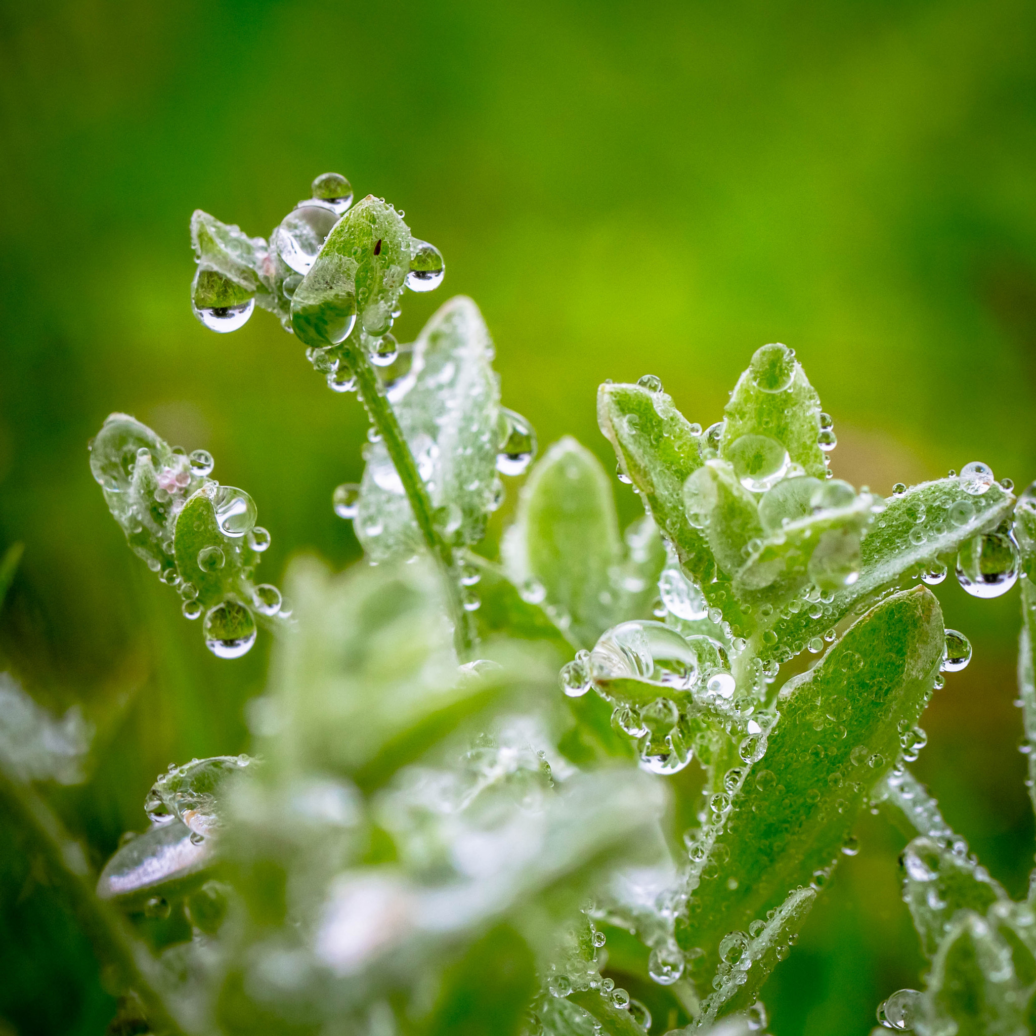 Canon EOS 700D (EOS Rebel T5i / EOS Kiss X7i) + Canon EF 100mm F2.8L Macro IS USM sample photo. Raindrops photography