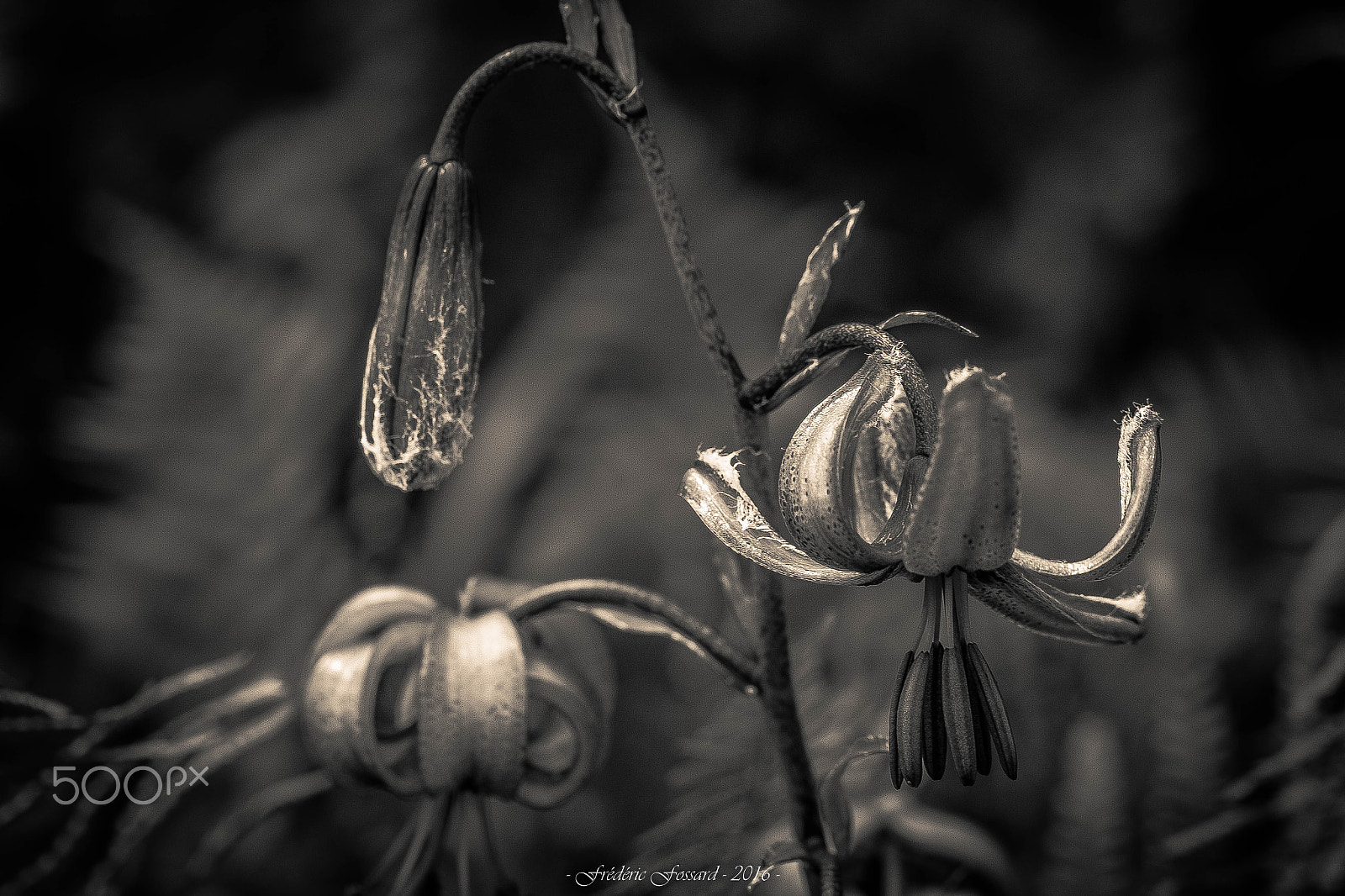 Tamron SP AF 60mm F2 Di II LD IF Macro sample photo. Bienfait de la nature (m) photography