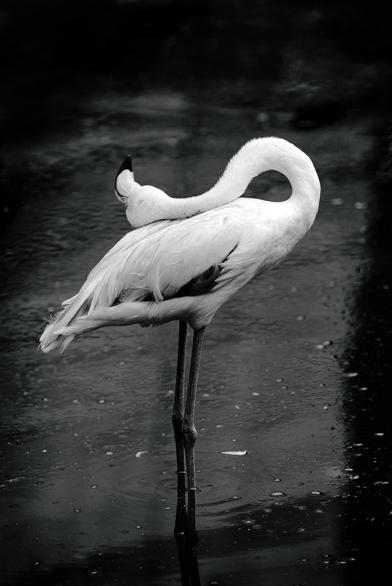 Nikon D80 sample photo. Bride of the lake photography
