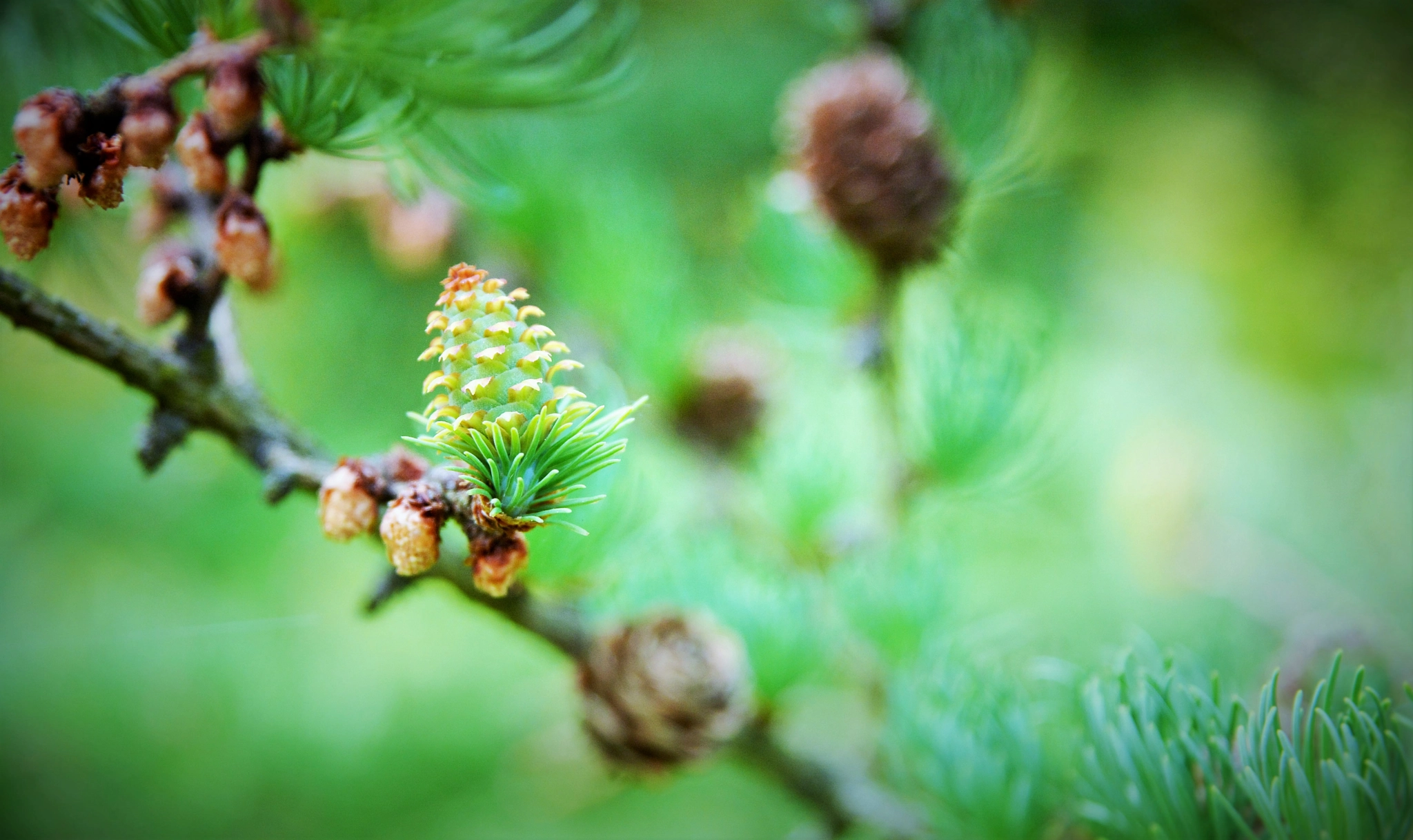 Sigma 17-70mm F2.8-4.5 DC Macro Asp. IF sample photo. Cone photography