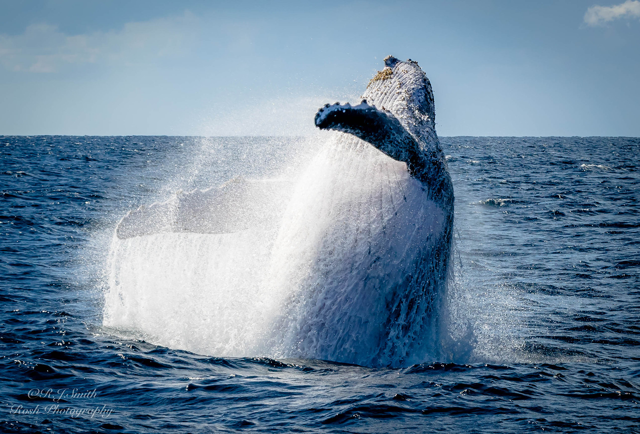 Nikon D3300 + Tamron SP AF 70-200mm F2.8 Di LD (IF) MACRO sample photo. Humpback whale photography