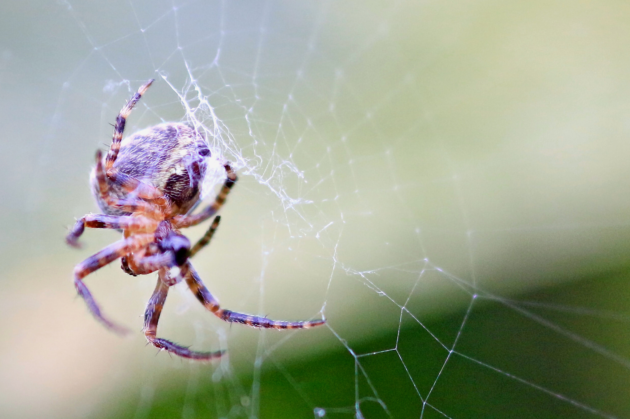 Canon EOS 70D + Sigma 105mm F2.8 EX DG Macro sample photo. Not just an insect.jpg photography