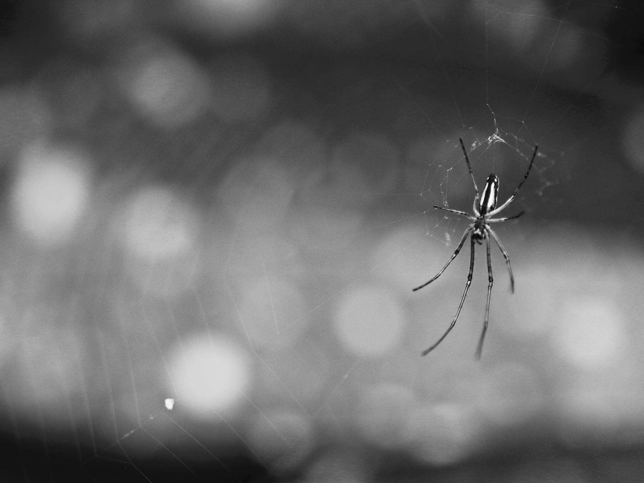 Sigma 105mm F2.8 EX DG Macro sample photo. Waiting..patiently.jpg photography