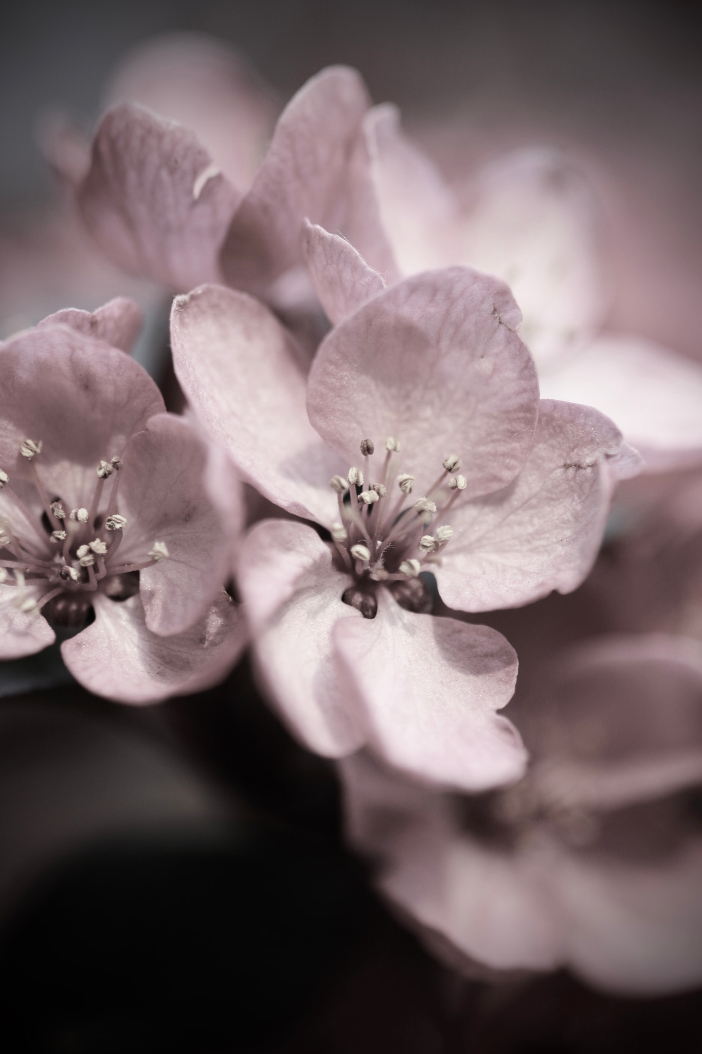 Sigma 105mm F2.8 EX DG Macro sample photo. A closer look to nature's details photography