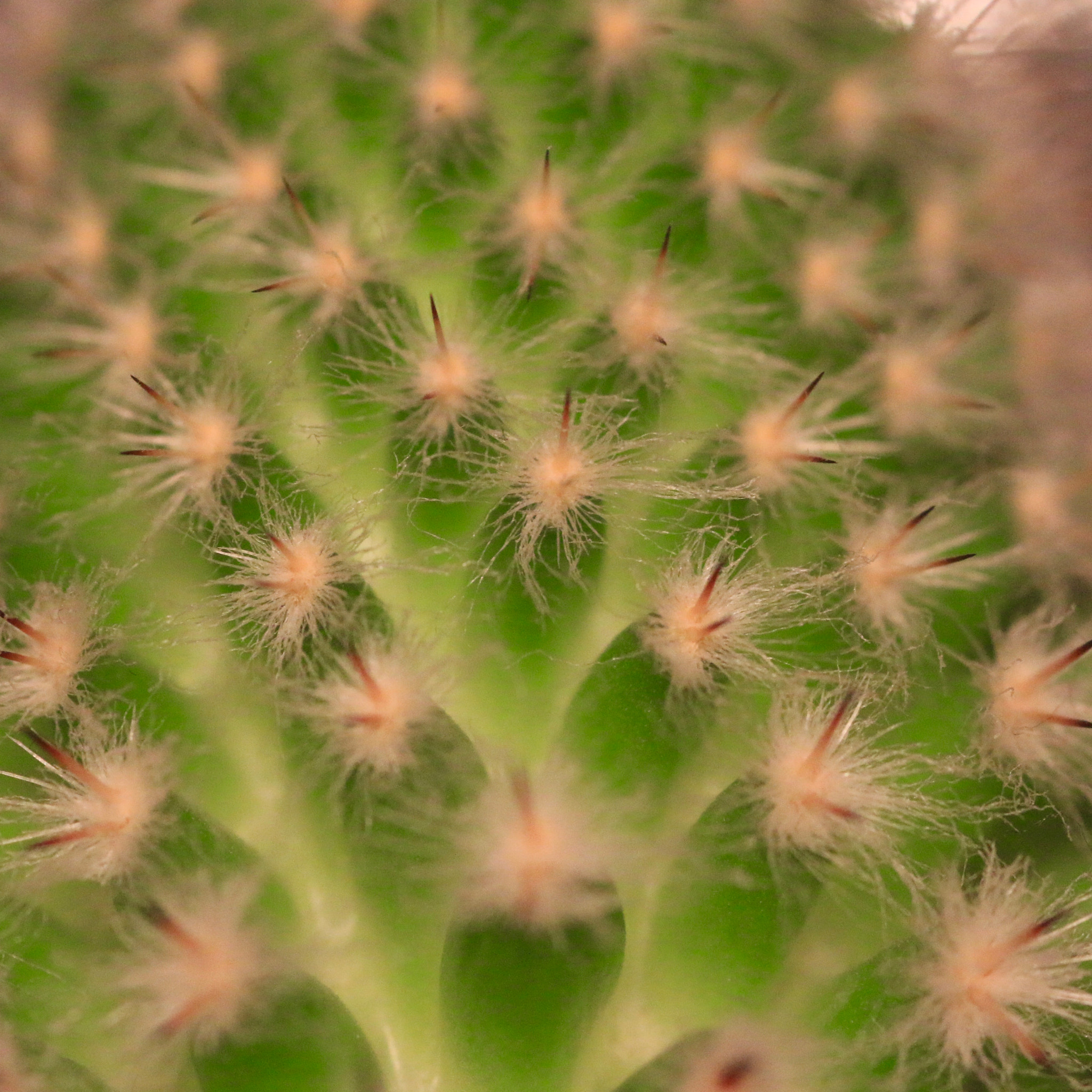 Sigma 105mm F2.8 EX DG Macro sample photo. A closer look to nature's details photography