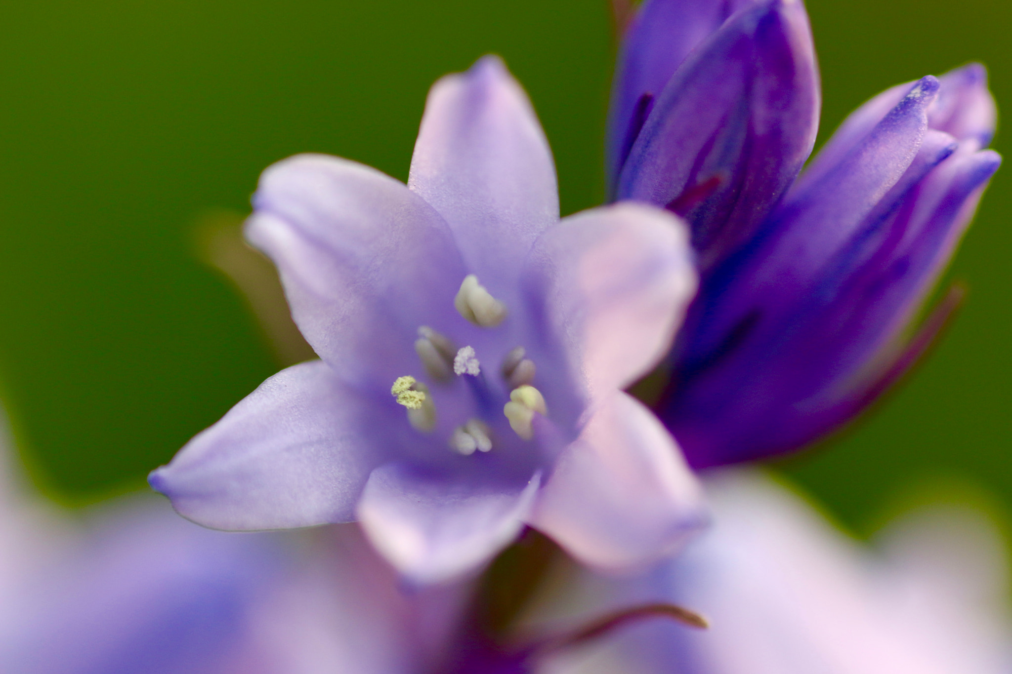 Sigma 105mm F2.8 EX DG Macro sample photo. A closer look to nature's details photography