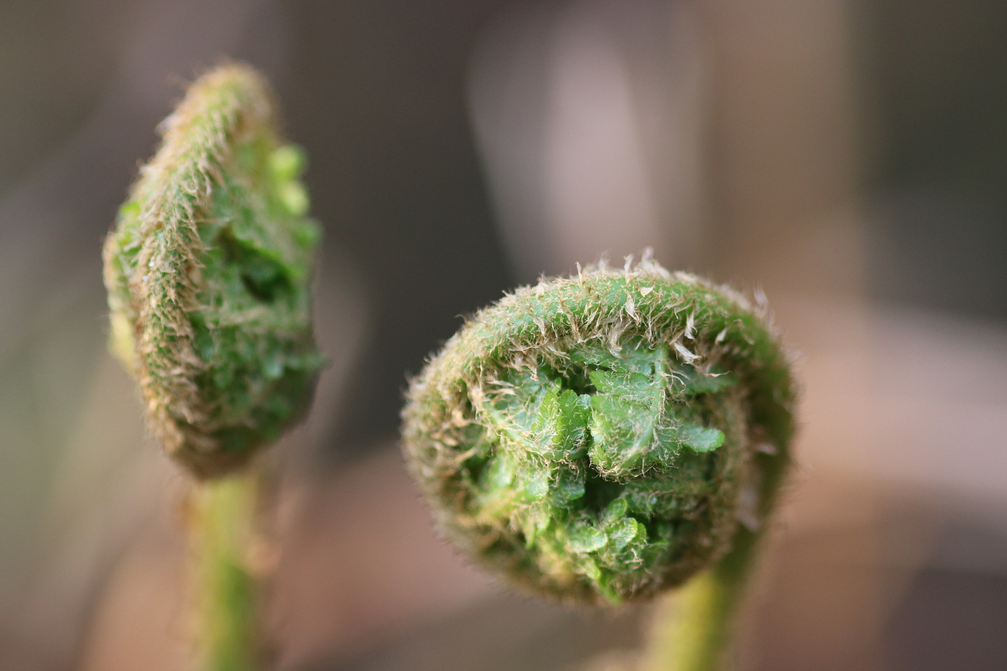 Sigma 105mm F2.8 EX DG Macro sample photo. A closer look to nature's details photography