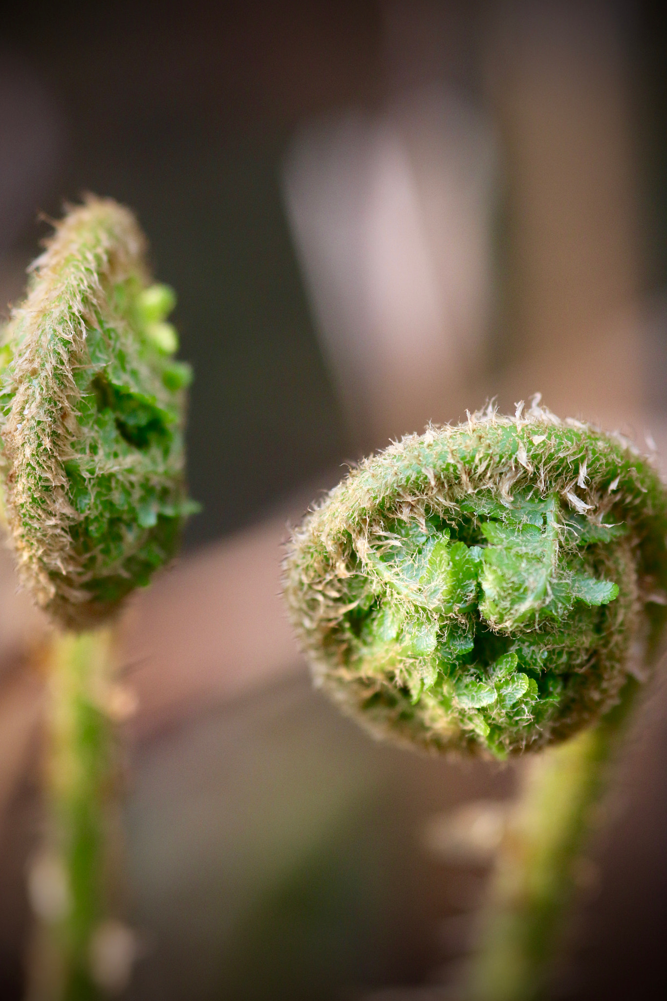 Sigma 105mm F2.8 EX DG Macro sample photo. A closer look to nature's details photography
