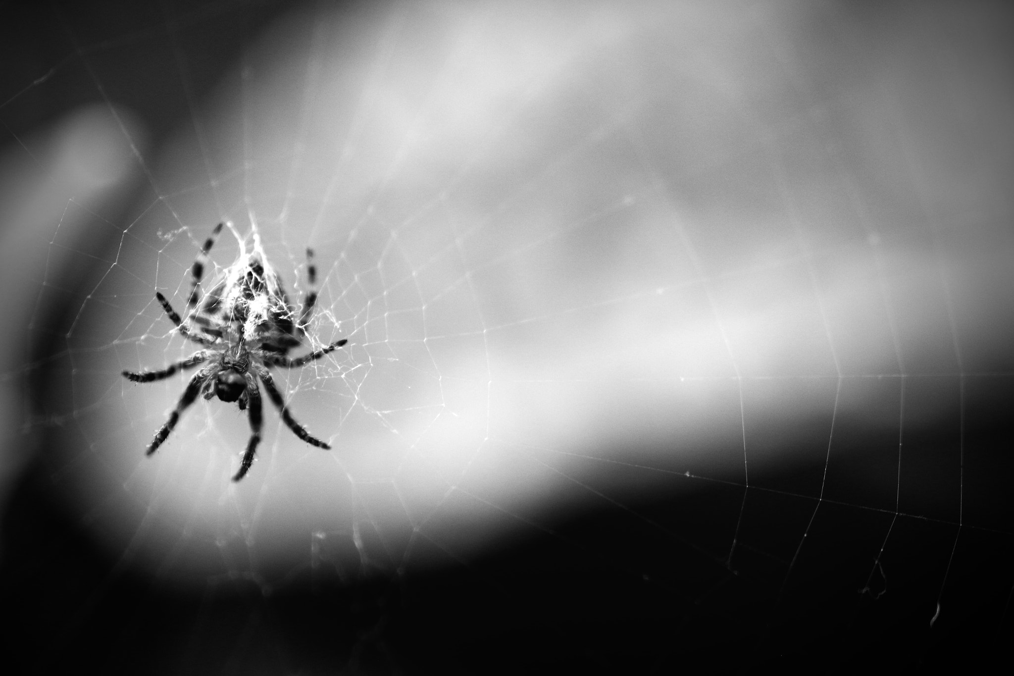 Sigma 105mm F2.8 EX DG Macro sample photo. Waiting at home.jpg photography
