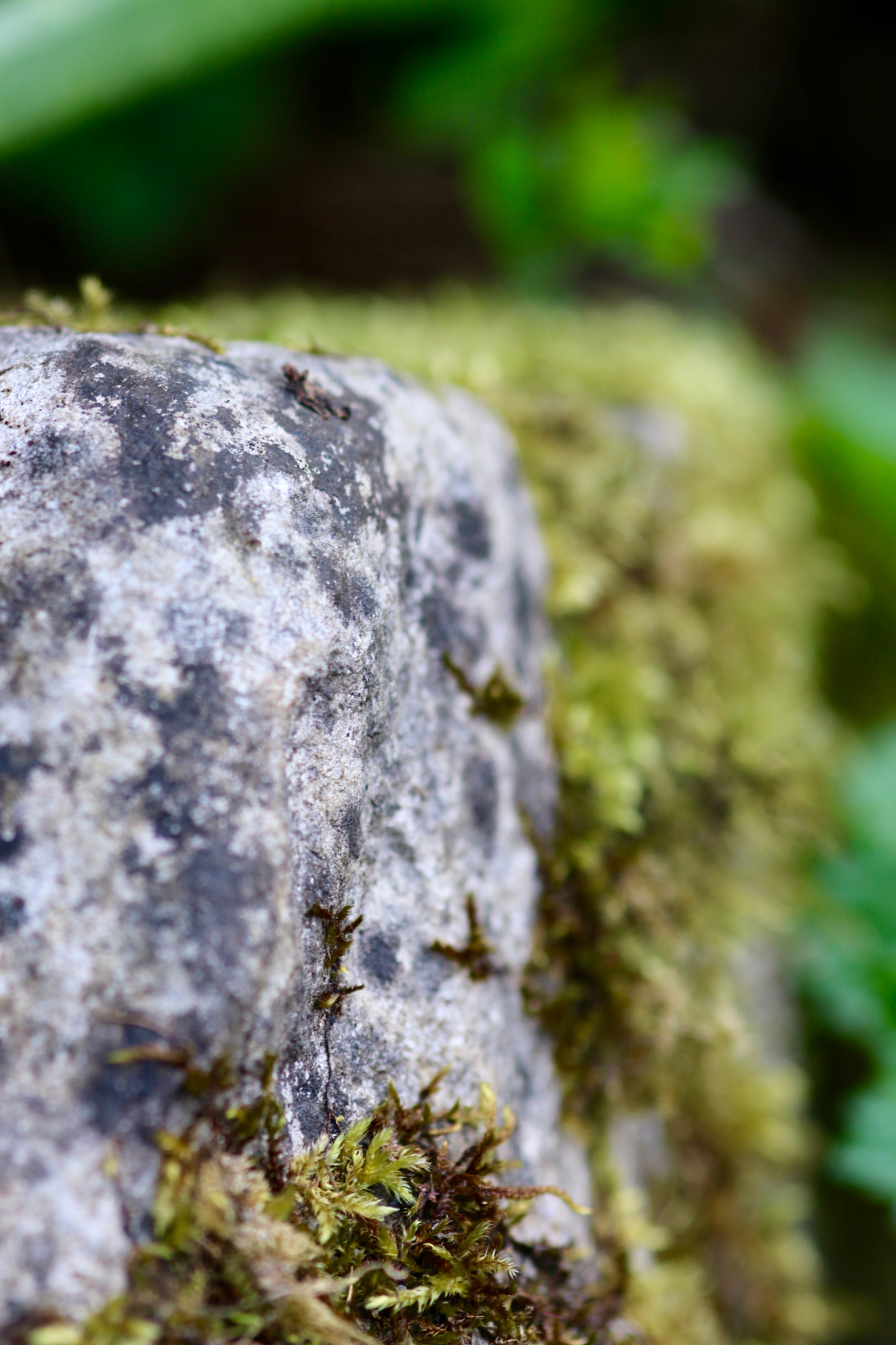Sigma 105mm F2.8 EX DG Macro sample photo. 26598053630.jpg photography