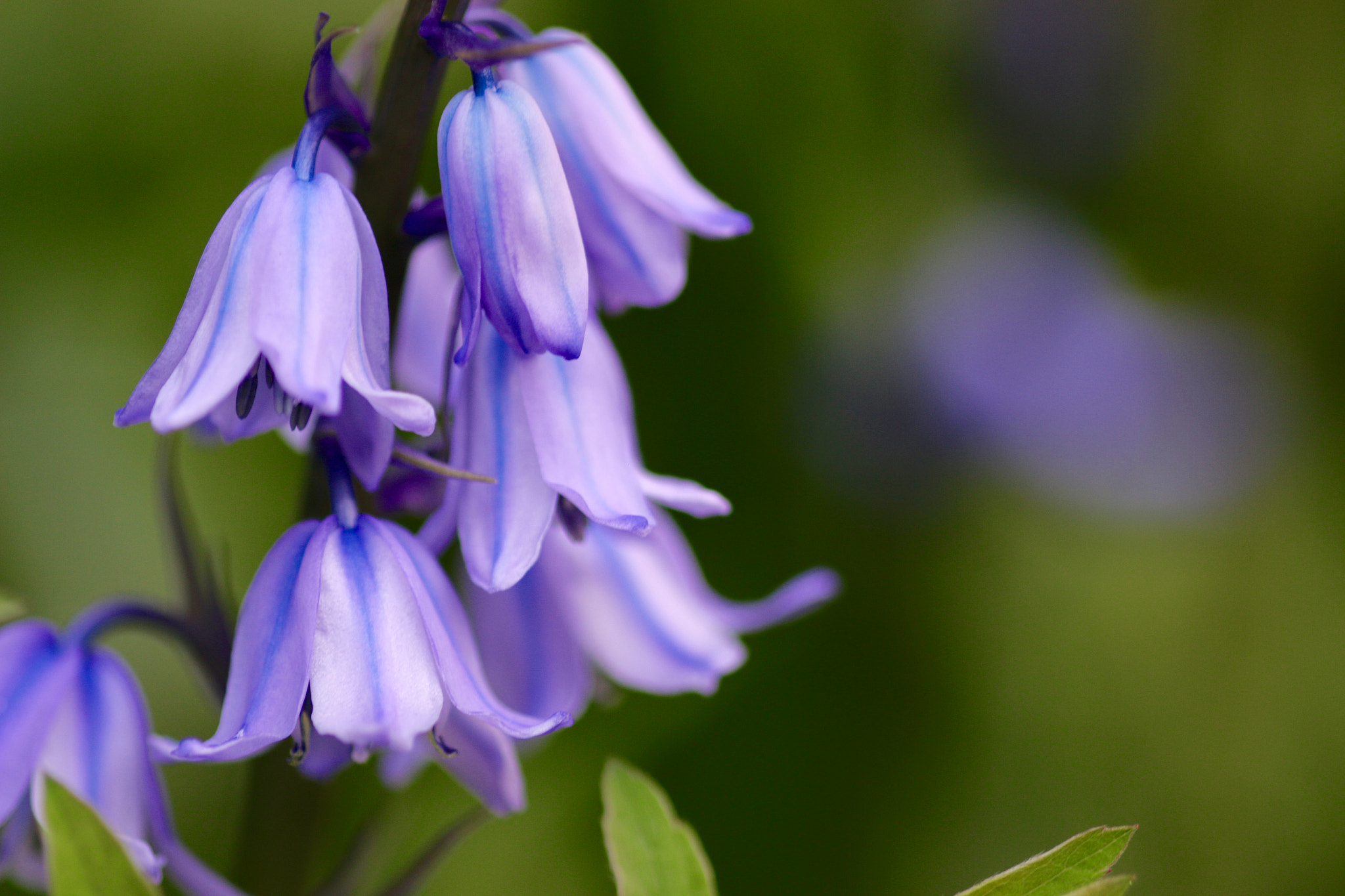 Sigma 105mm F2.8 EX DG Macro sample photo. A closer look to nature's details photography
