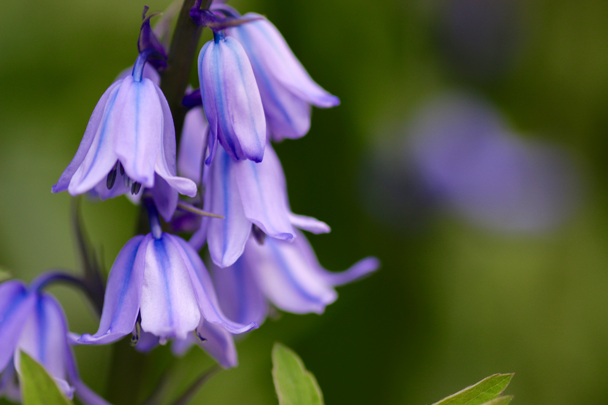 Canon EOS 70D + Sigma 105mm F2.8 EX DG Macro sample photo. A closer look to nature's details photography