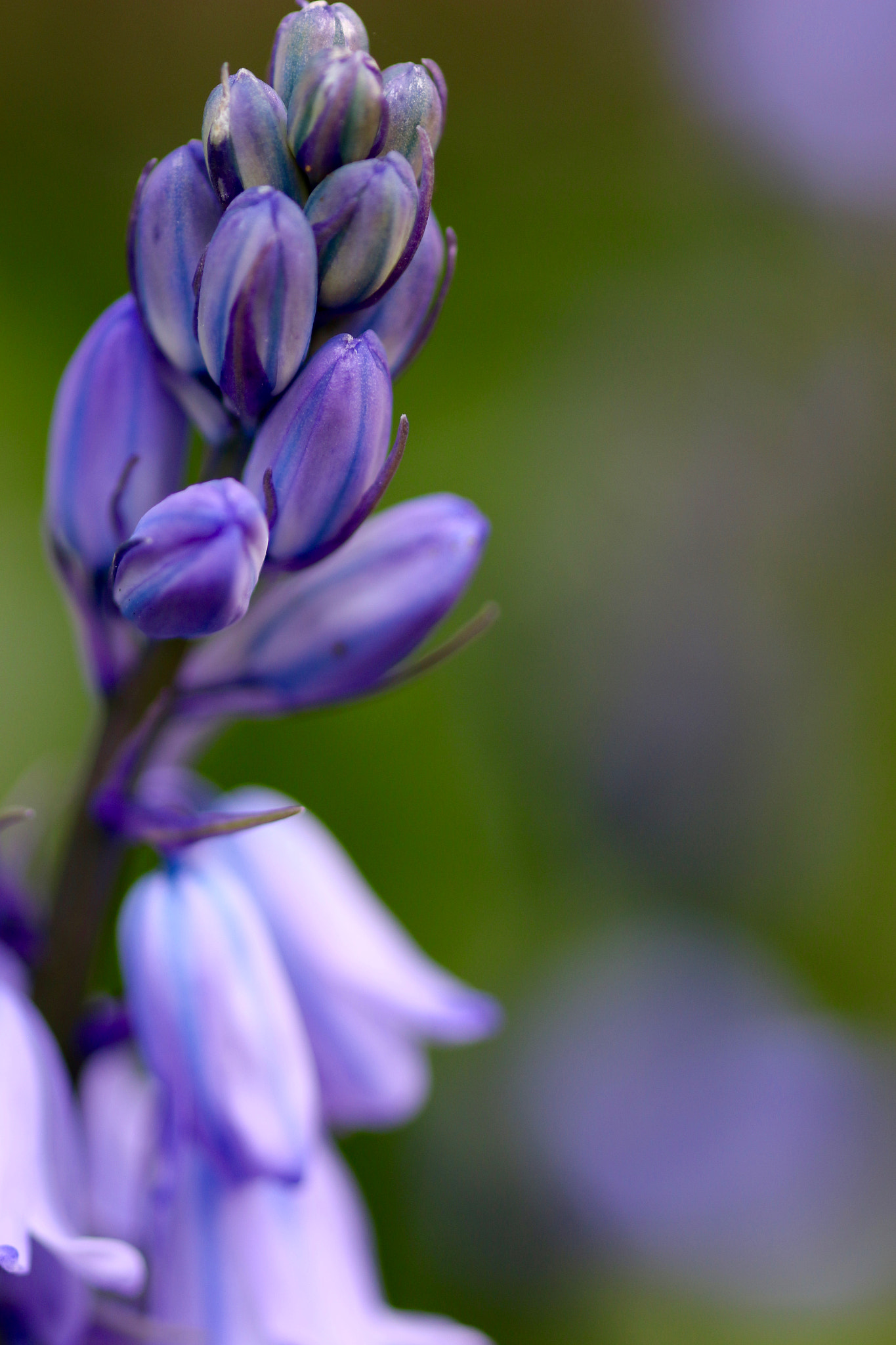 Sigma 105mm F2.8 EX DG Macro sample photo. A closer look to nature's details photography