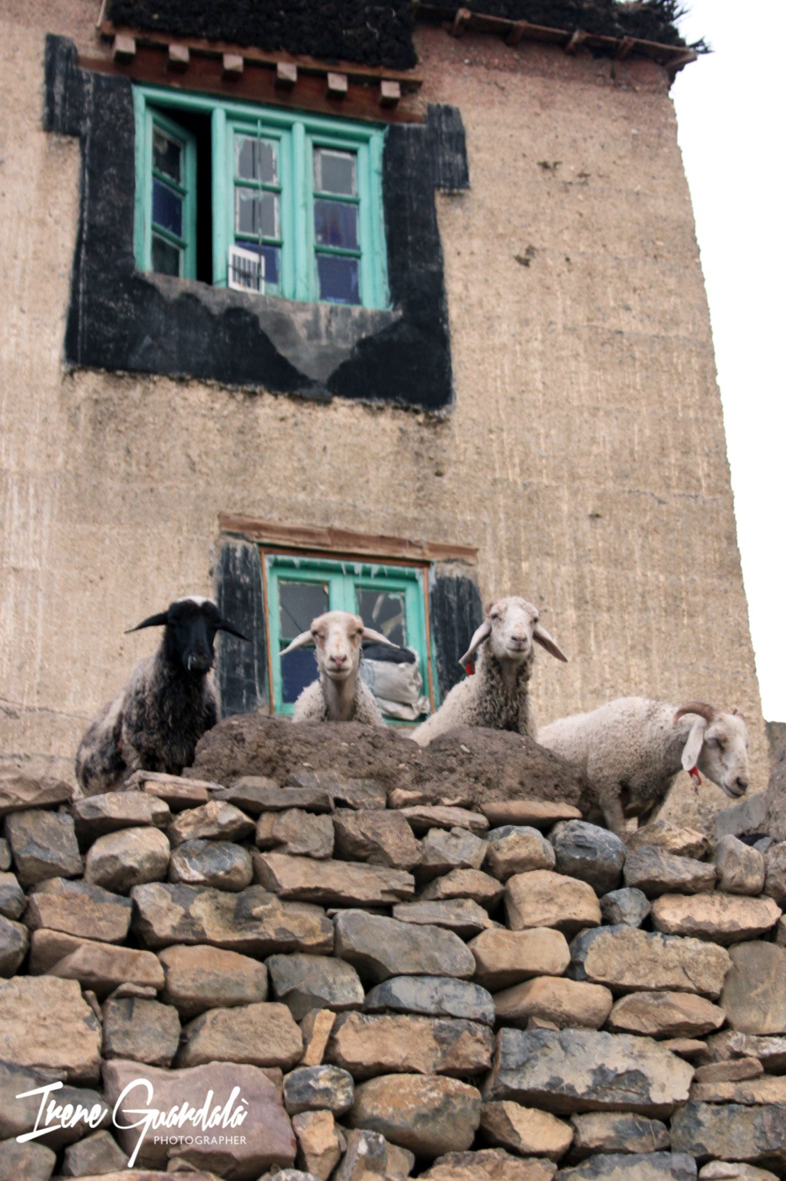 Canon EF 28-135mm F3.5-5.6 IS USM sample photo. Sheeps photography