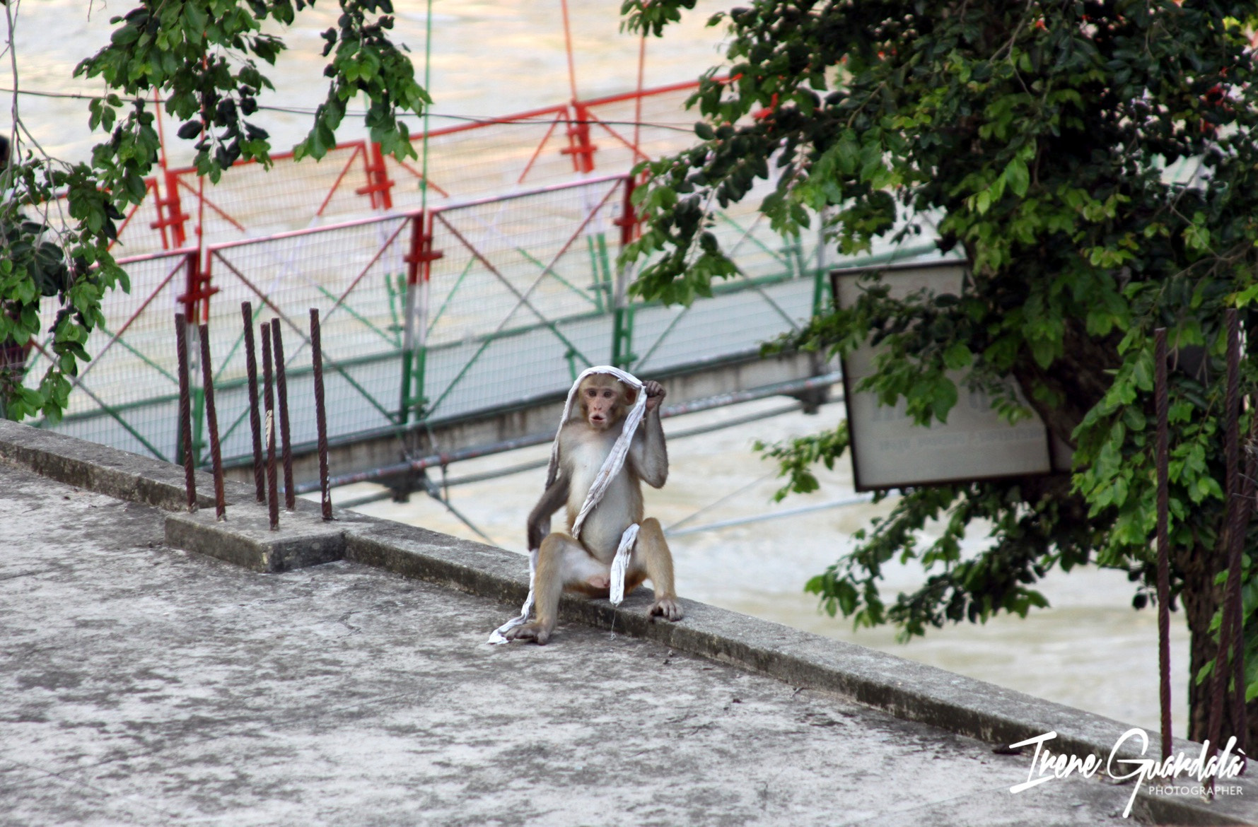 Canon EF 28-135mm F3.5-5.6 IS USM sample photo. Monkey photography
