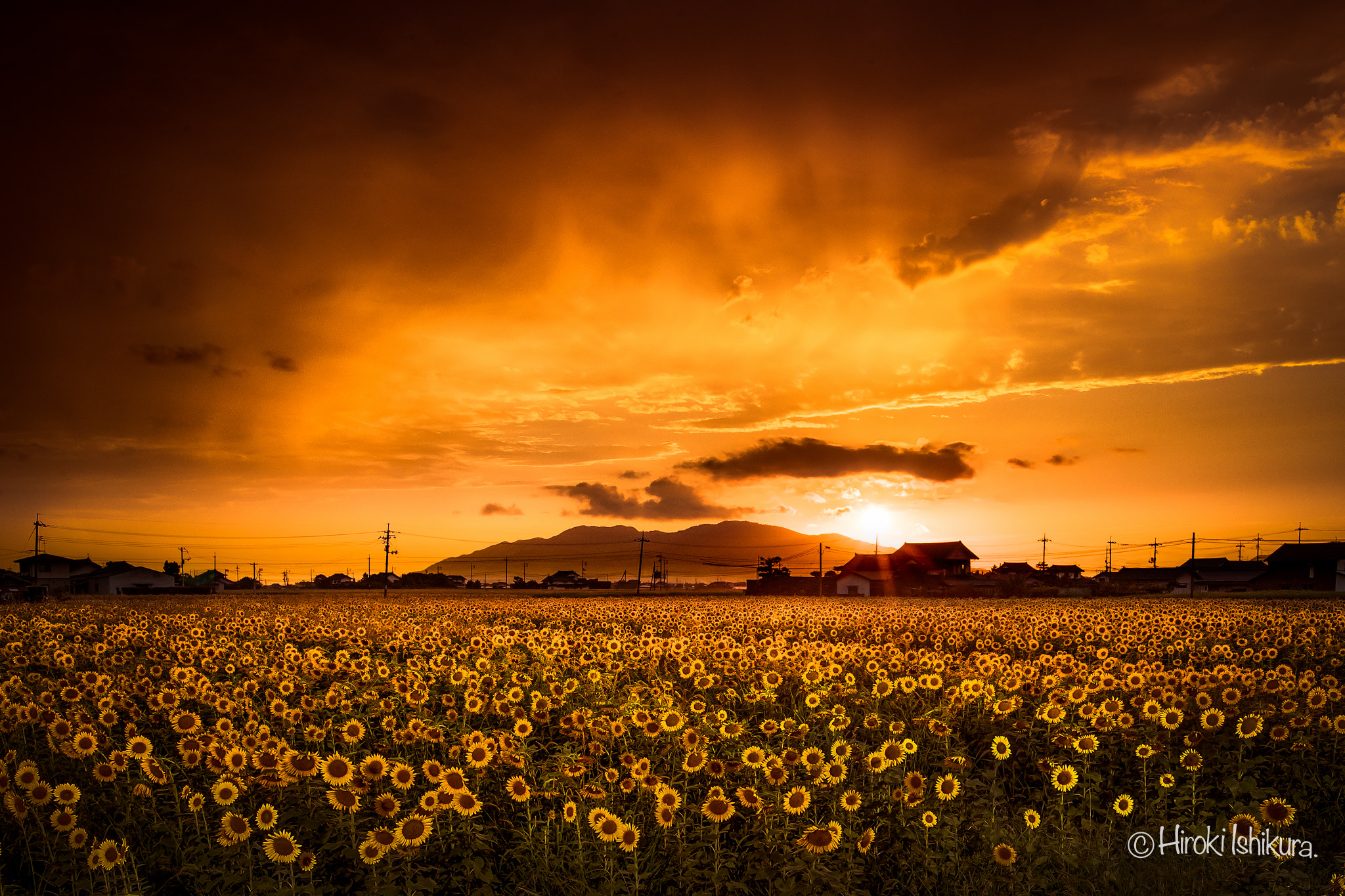 Canon EF 11-24mm F4L USM sample photo. Sunflower sunset photography