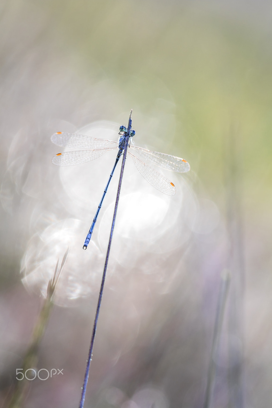 Canon EF 100mm F2.8 Macro USM sample photo. Darter in spotlights photography