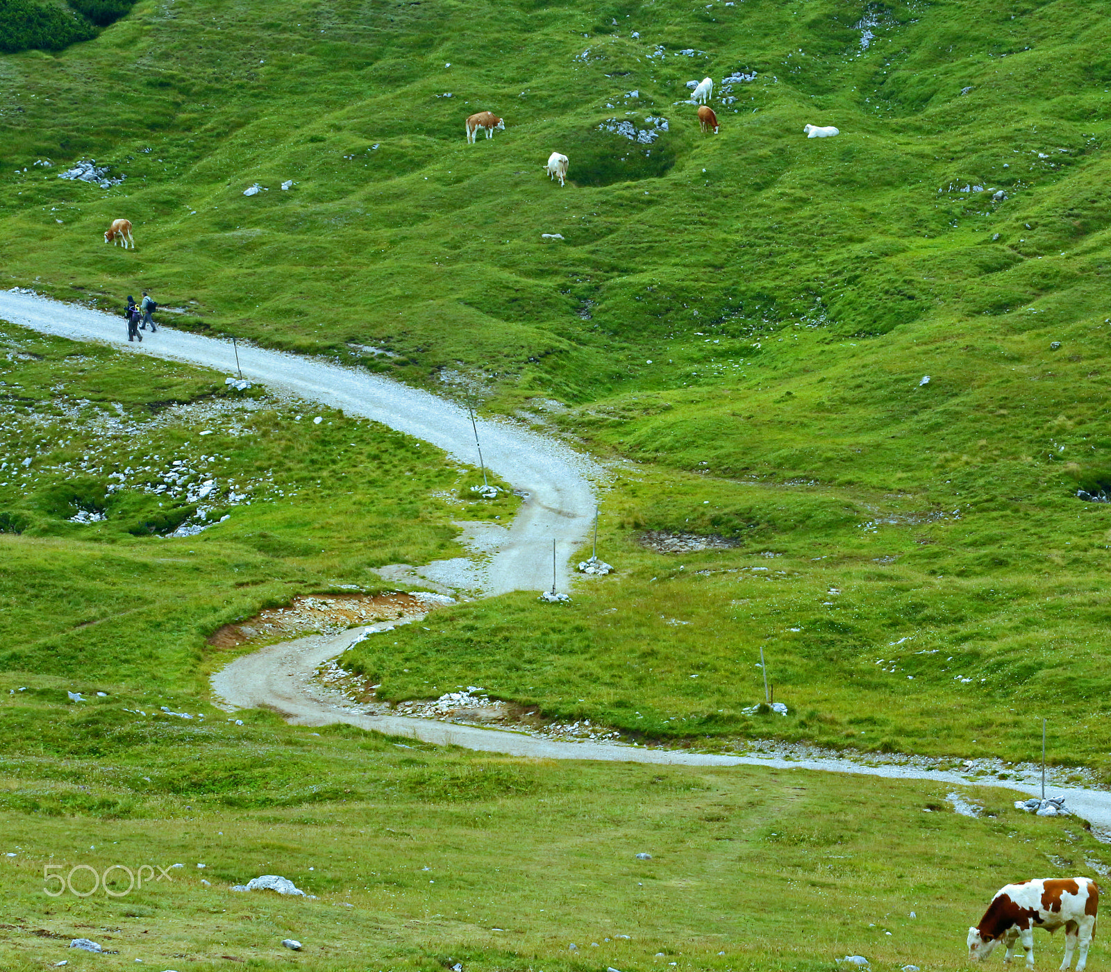 Canon EF 70-300mm F4-5.6L IS USM sample photo. A green alpine meadow... photography