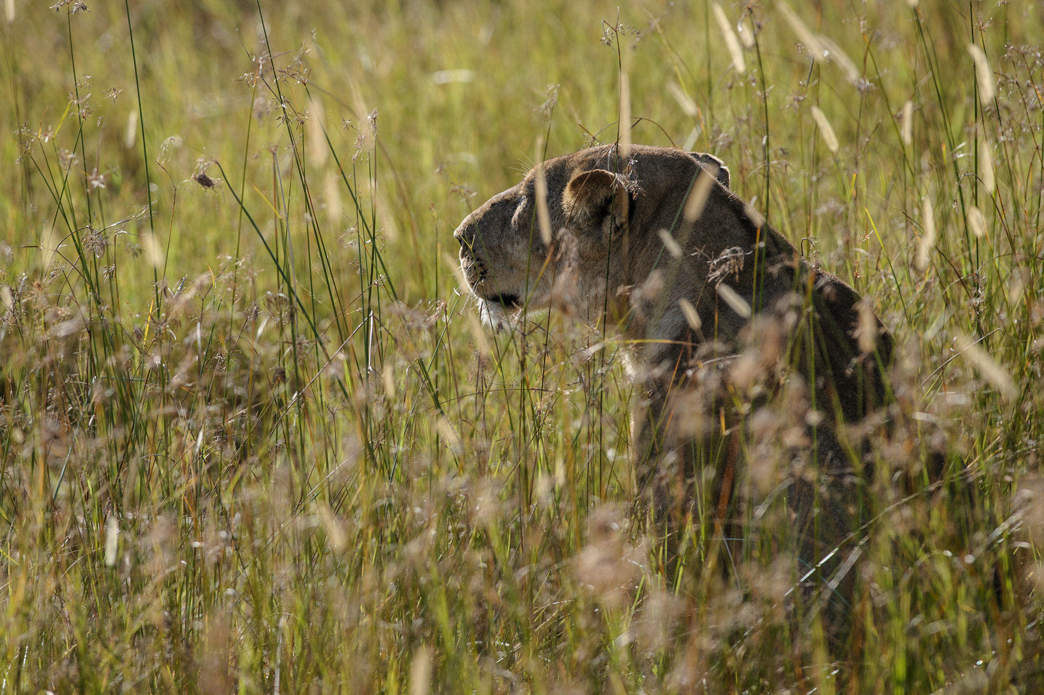 Nikon D700 + Nikon AF-S Nikkor 300mm F4D ED-IF sample photo. Lurking lioness photography