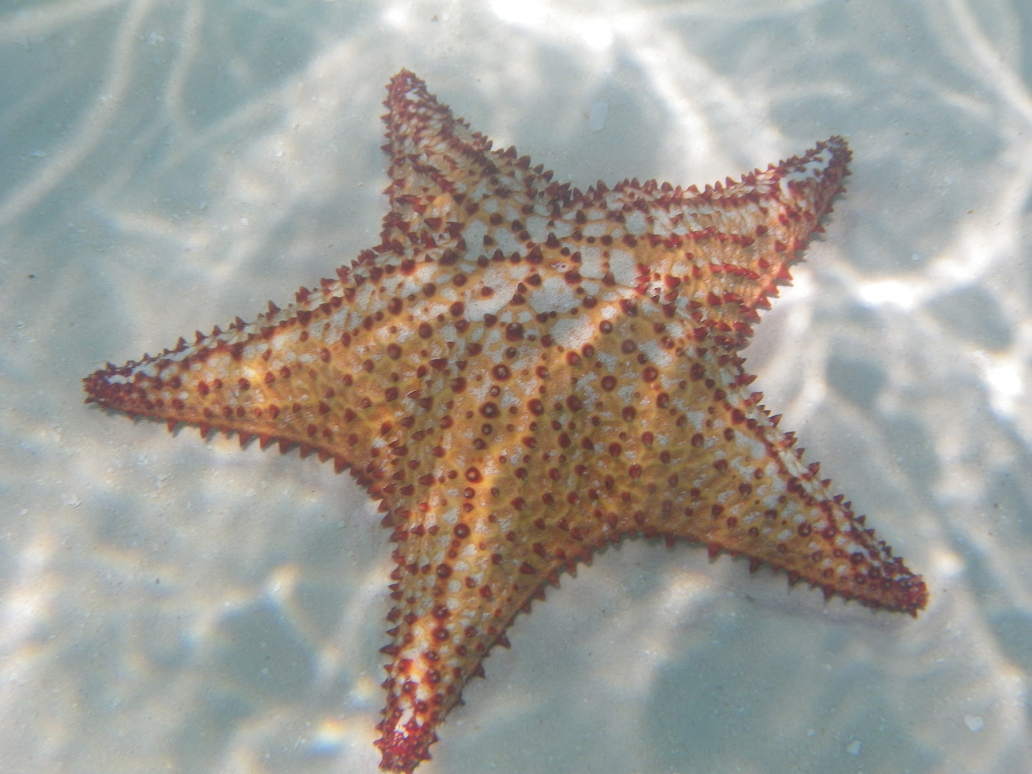 Pentax Optio W90 sample photo. Starfish  photography