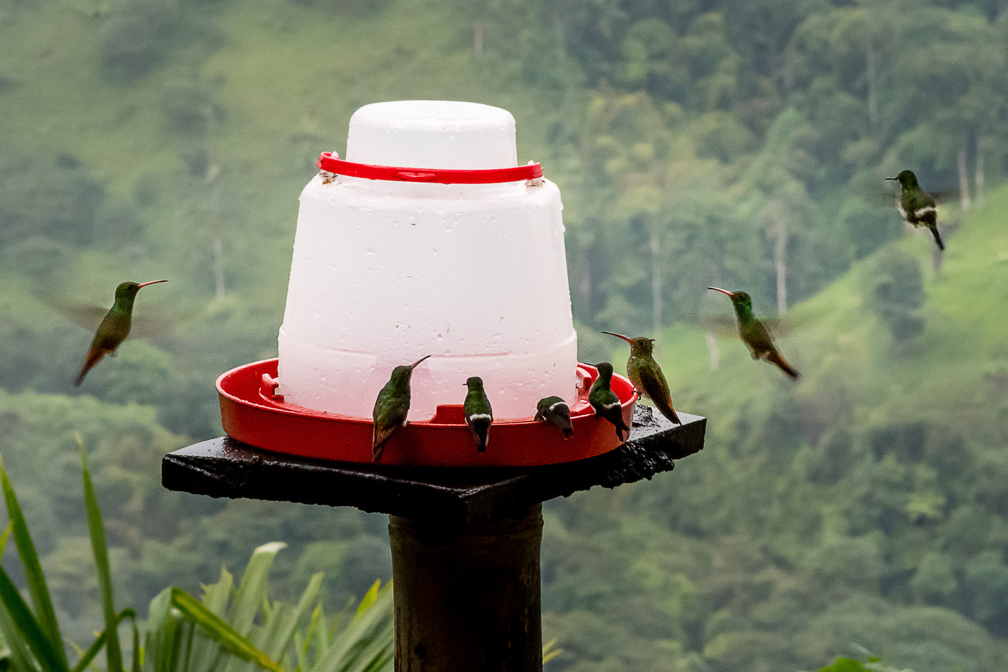 Nikon D500 sample photo. Hummingbird parade photography