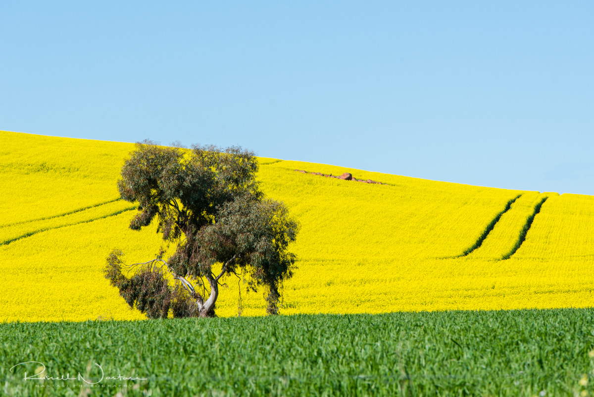 Tamron SP 70-200mm F2.8 Di VC USD sample photo. Canola-fields of yellow photography